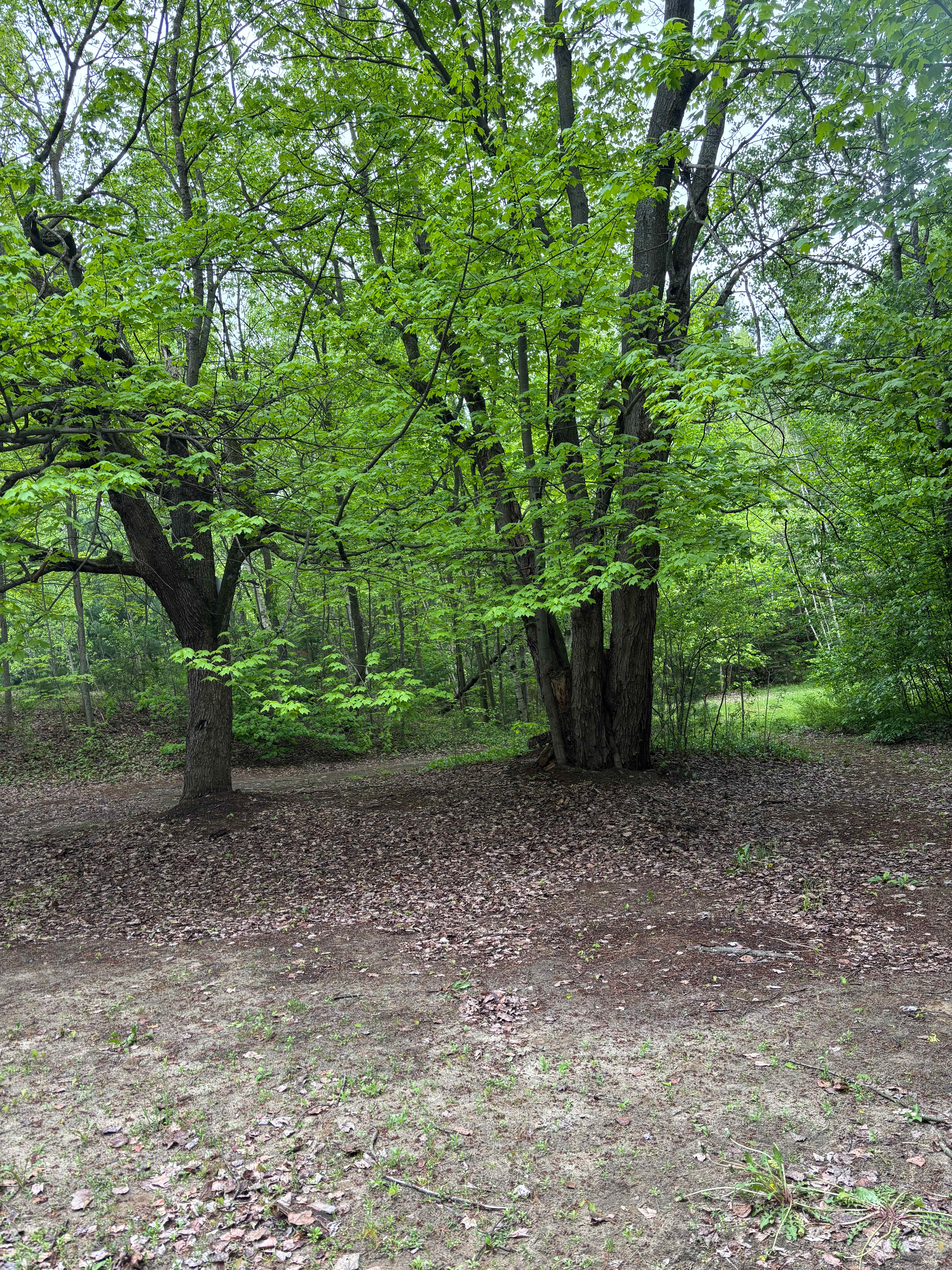 Whispering Pines - Curran, Ontario