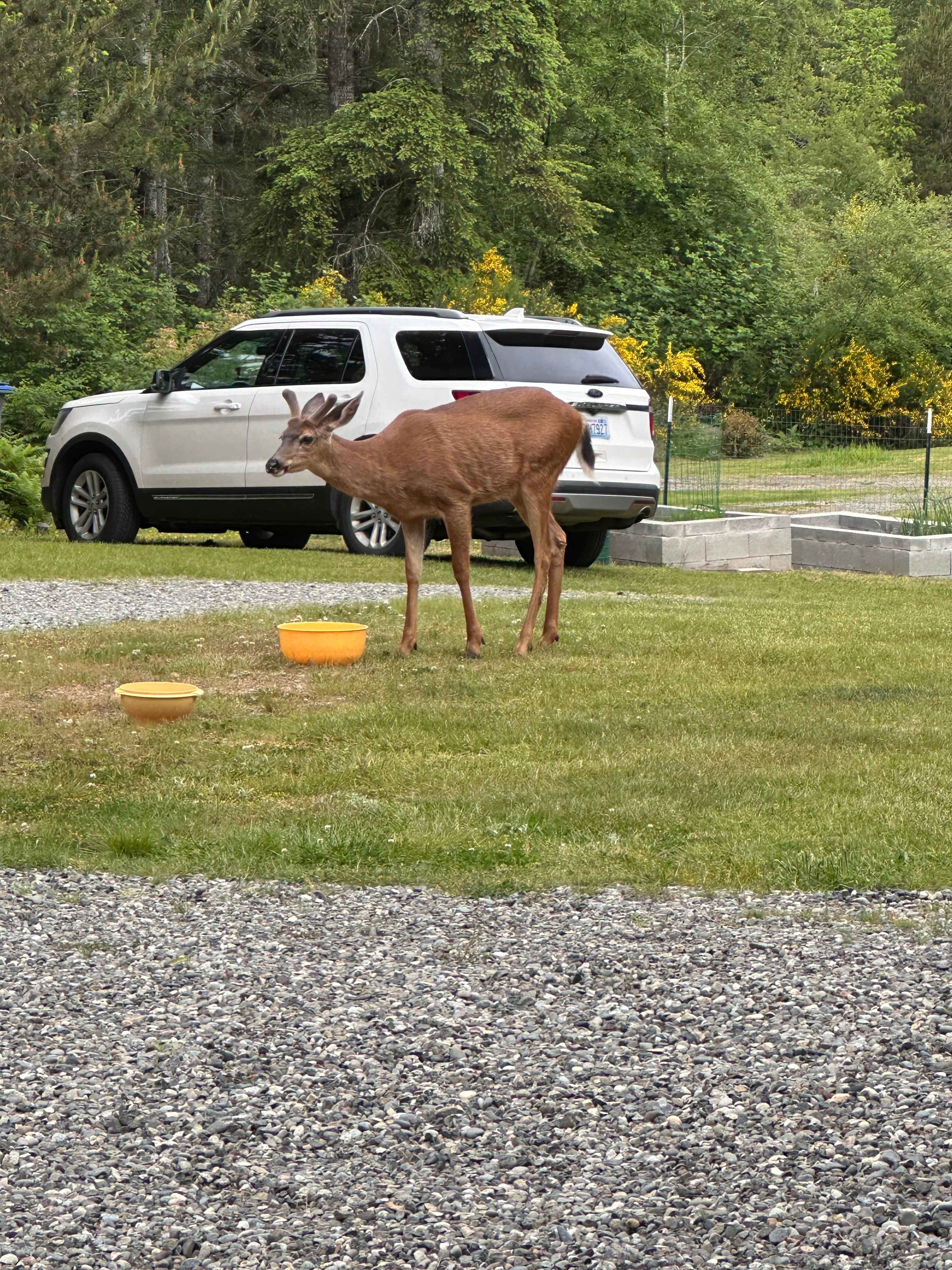 Peaceful Olympic Peninsula RV Sites