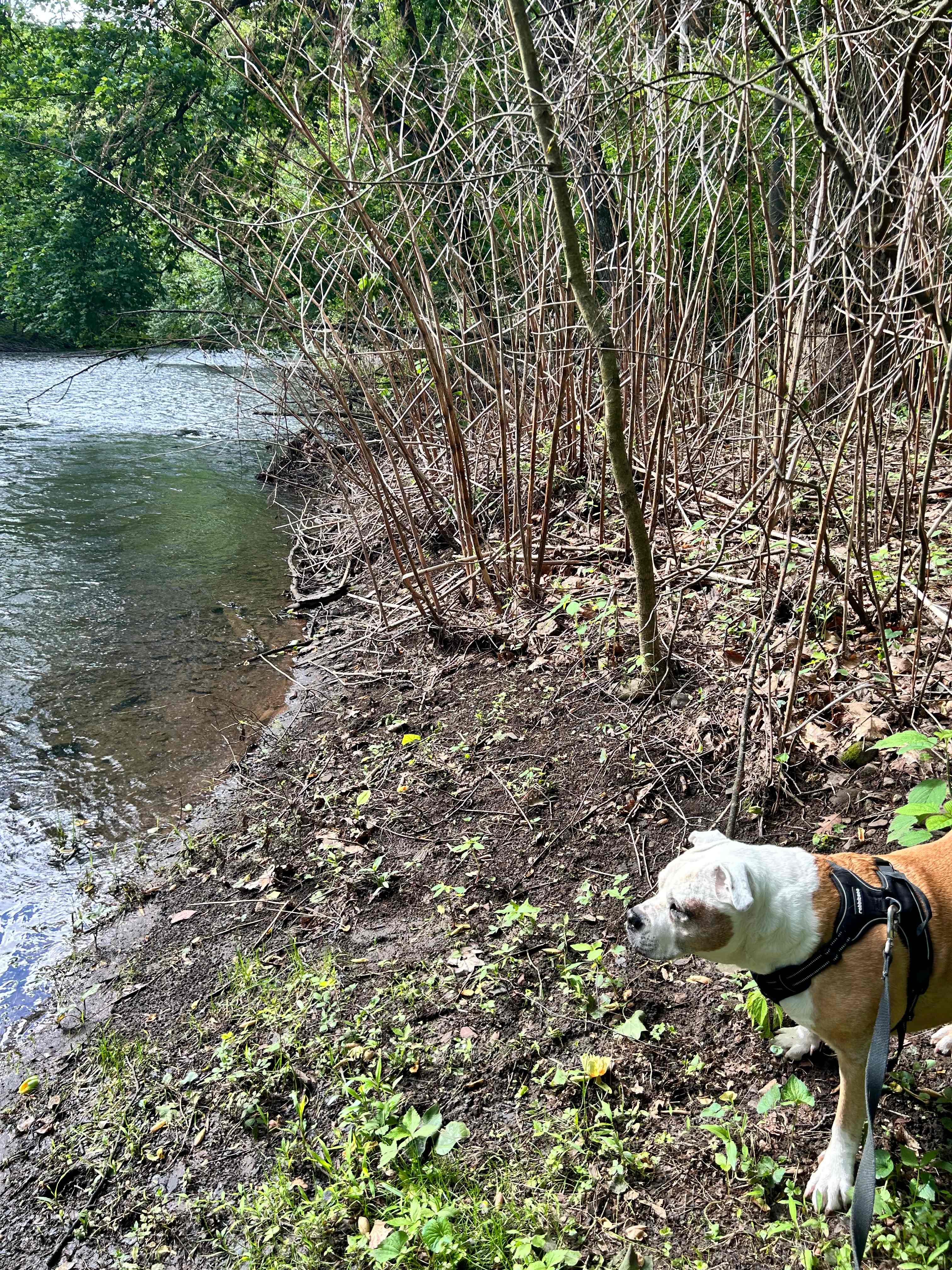 Peace & Quiet by the River!