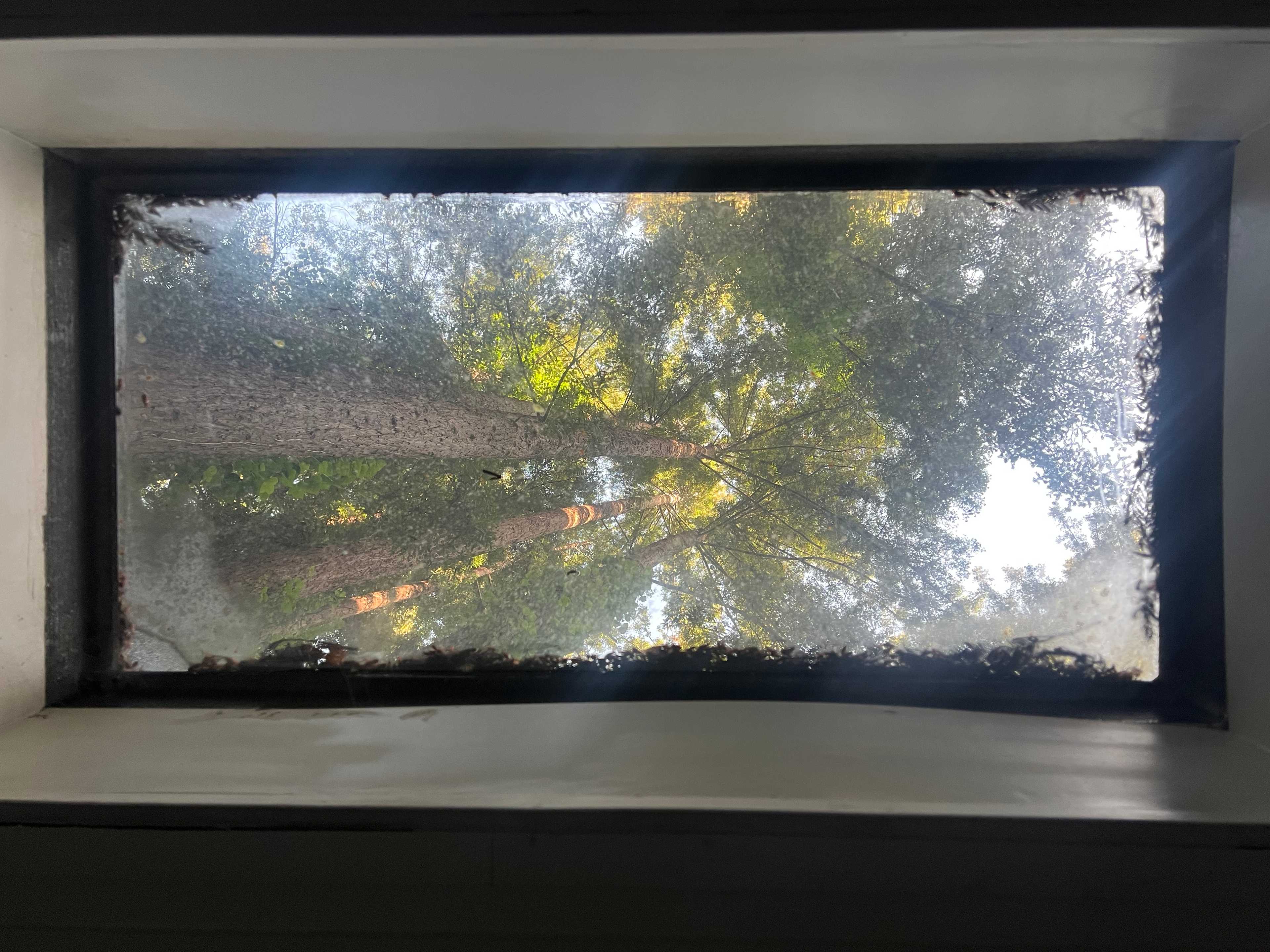Skylight view