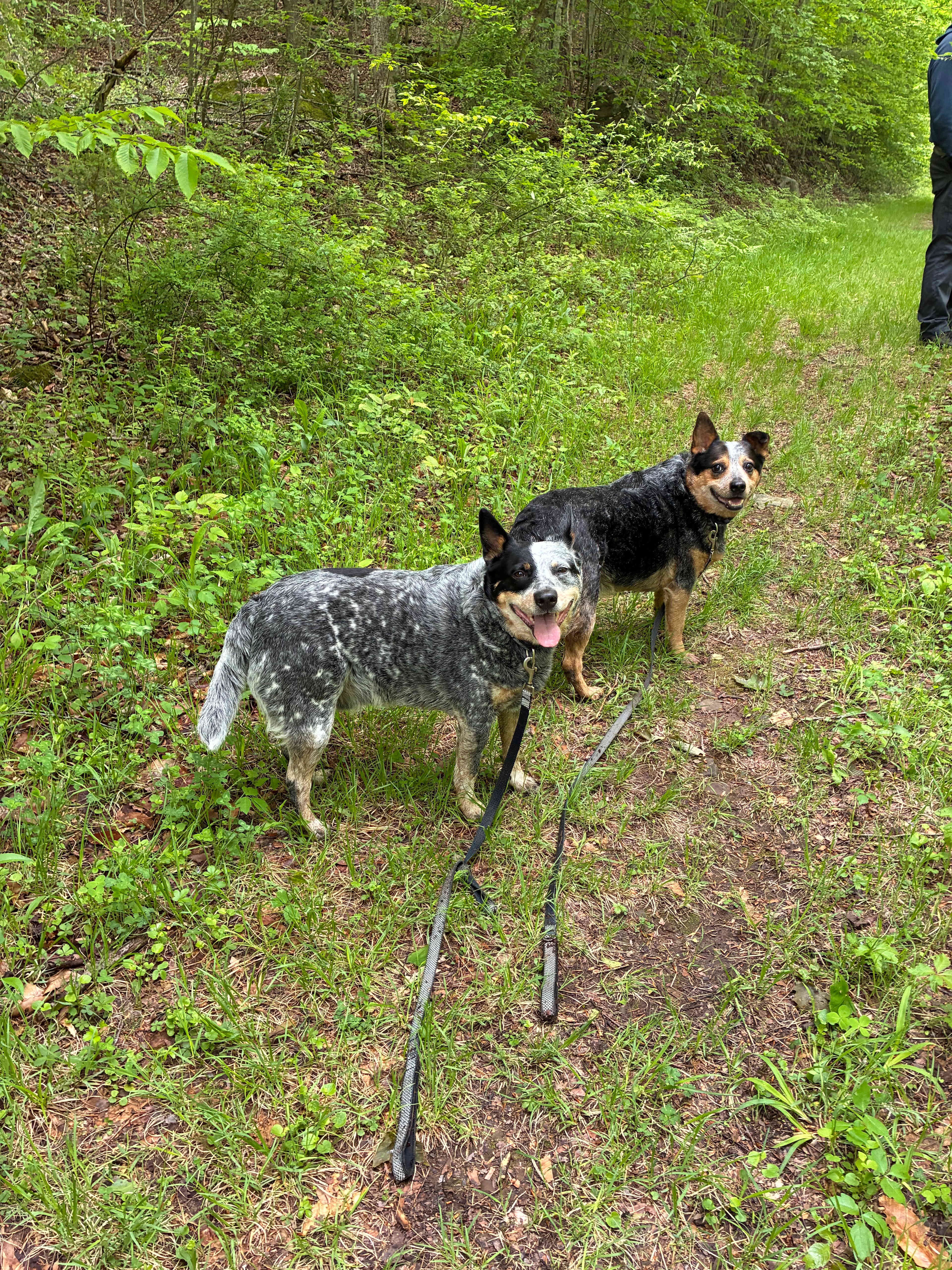 Daydreamin on Dyberry Creek