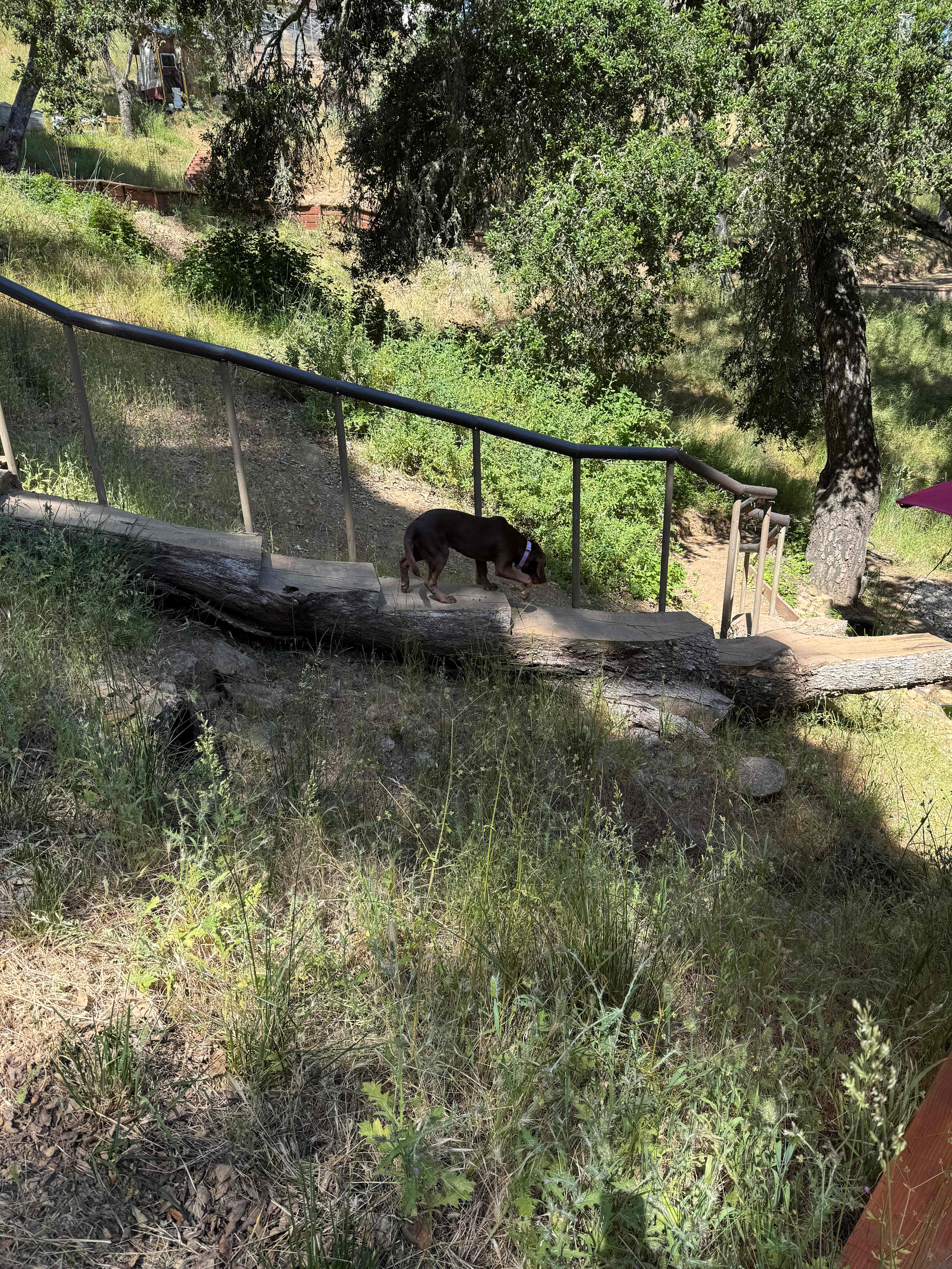 Wendee's Whimsical Campsite