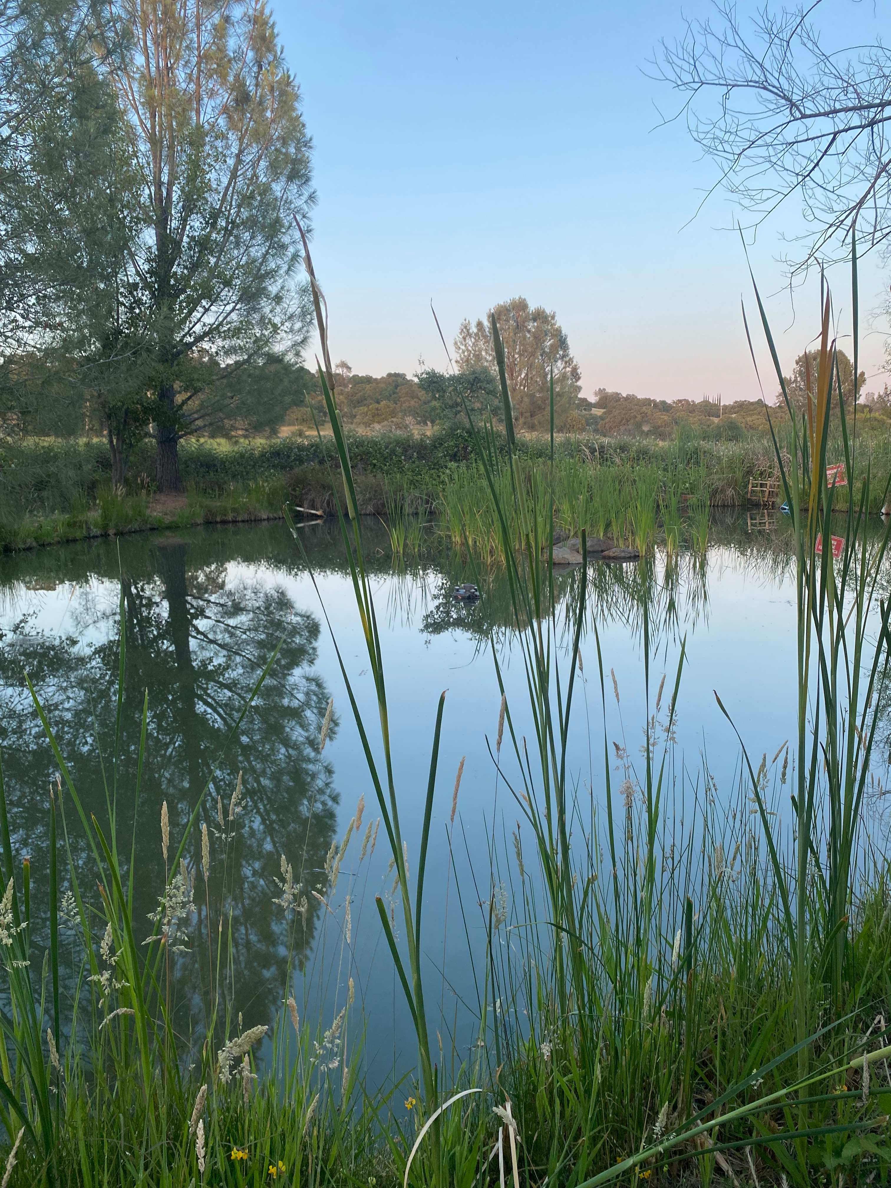 Small pond — beautiful @ sunset!