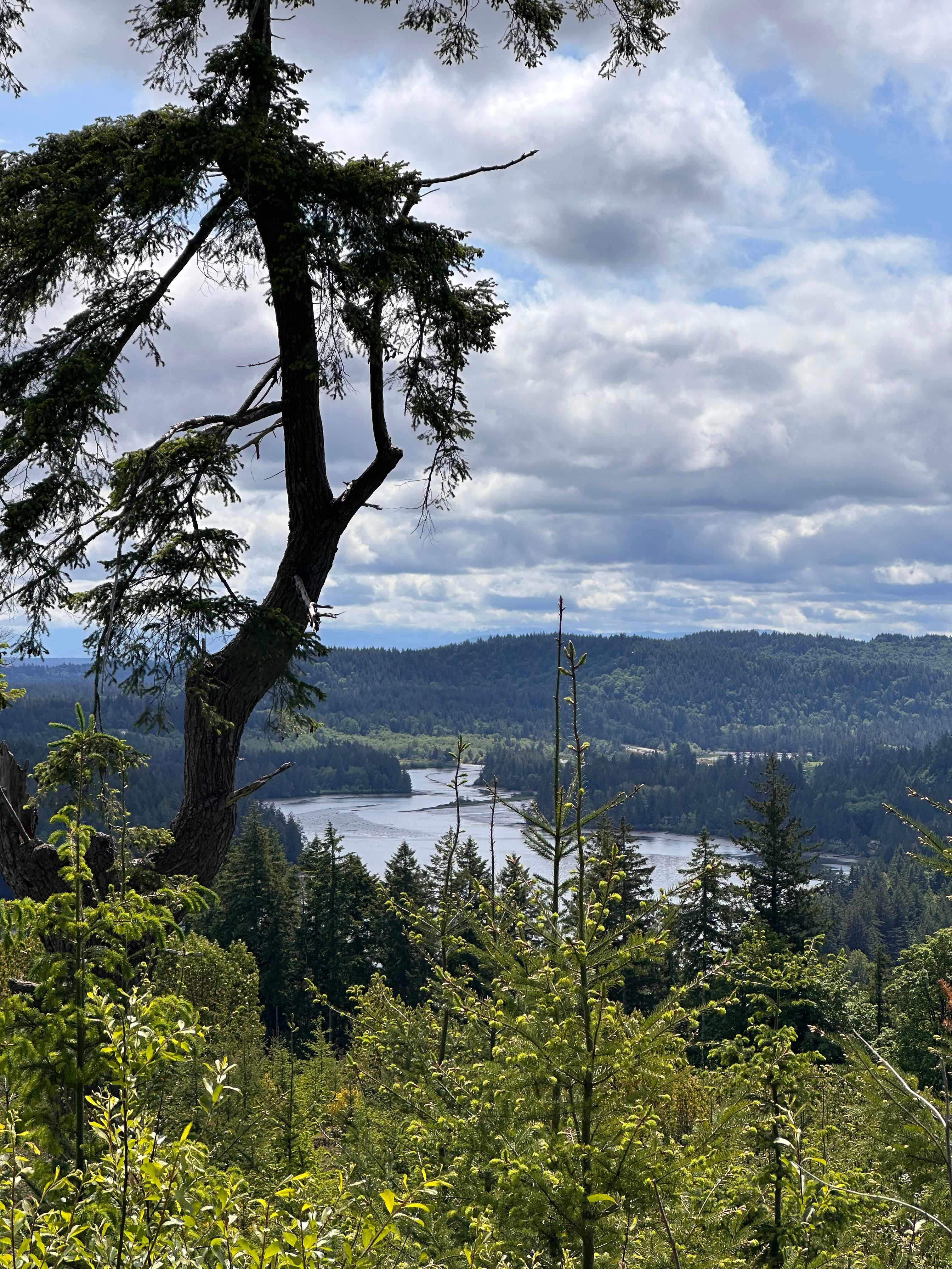 Loved this view, that tree is a survivor 