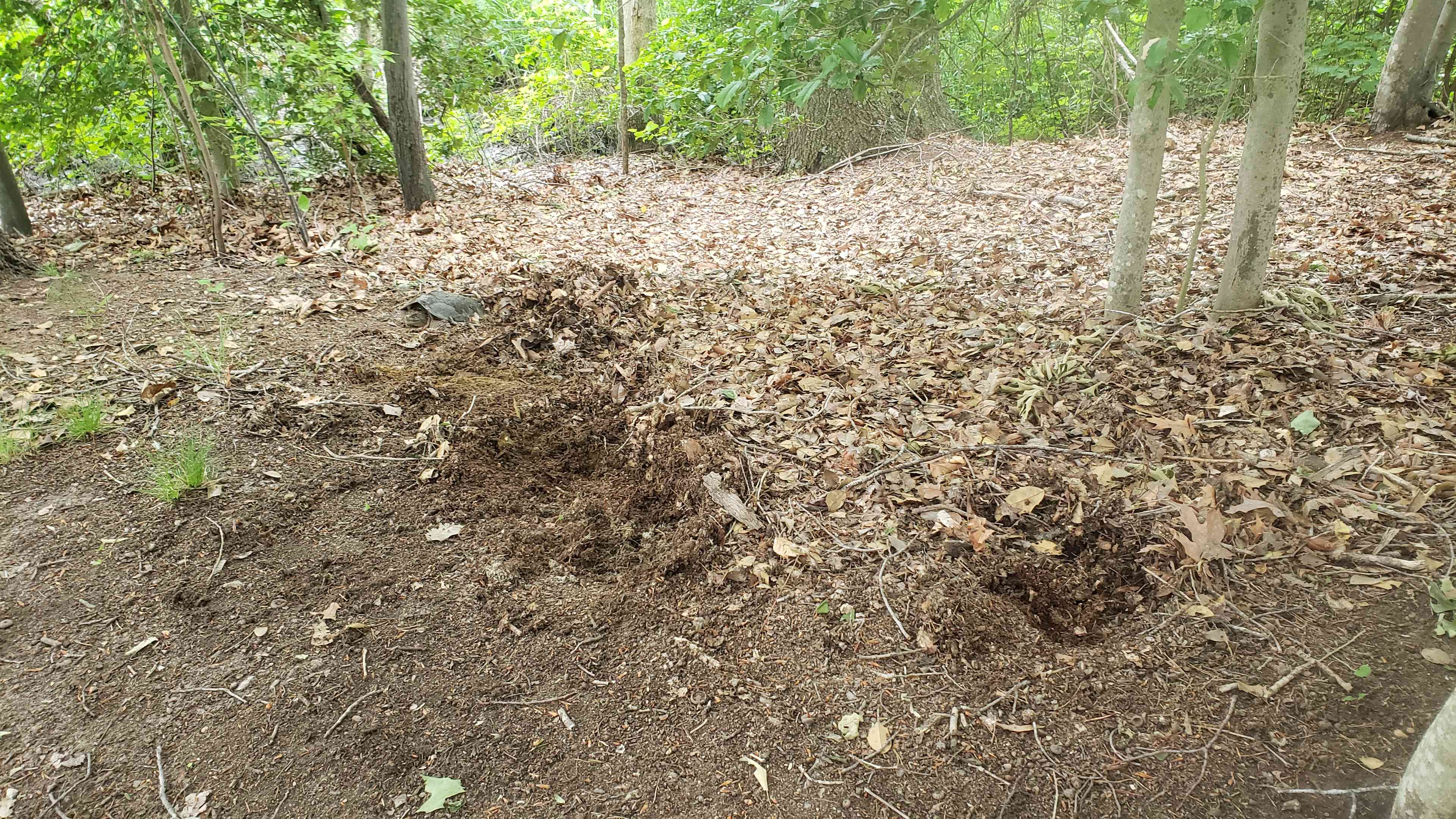 snapping turtle laying eggs