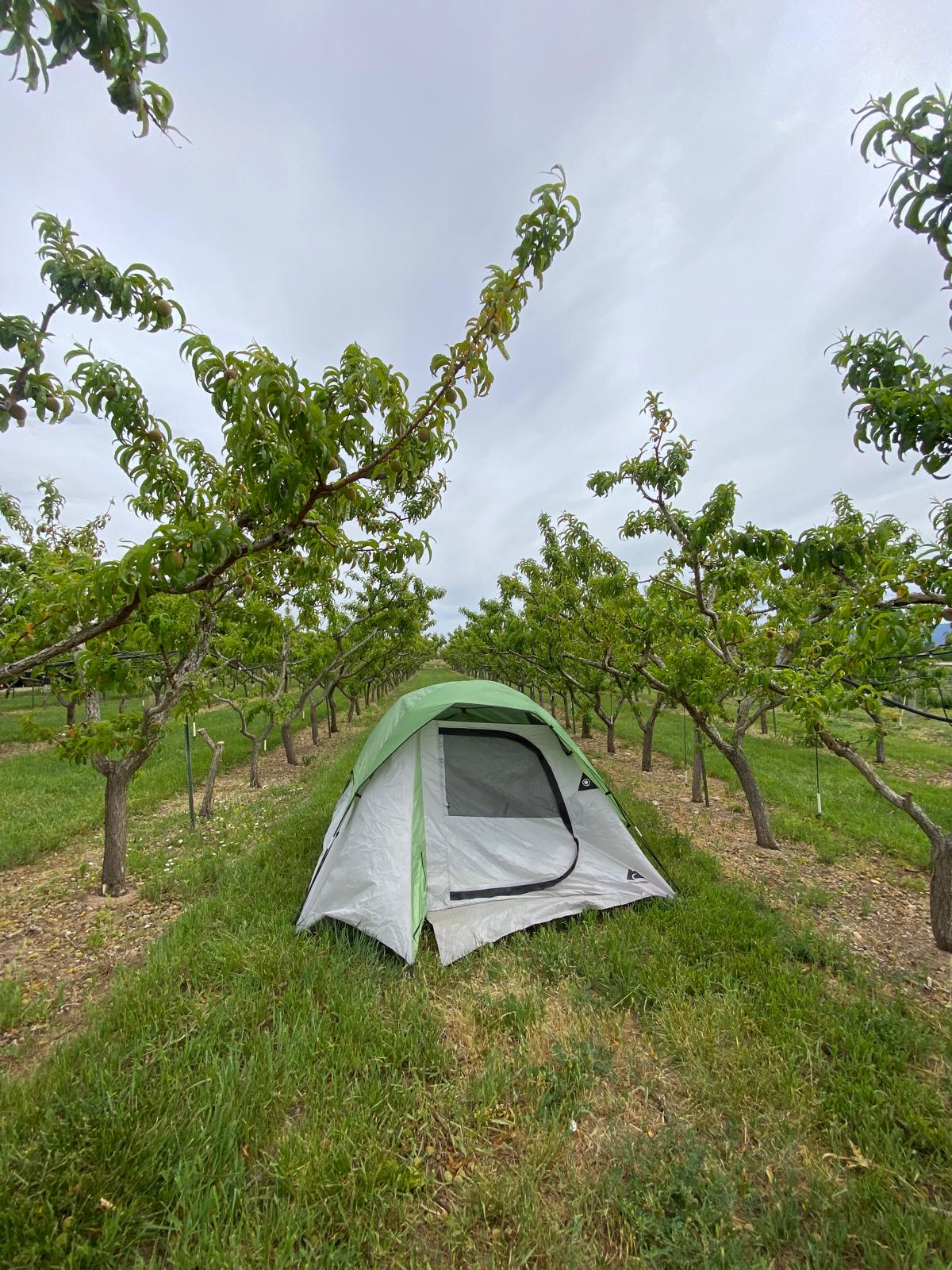 The Peachfork