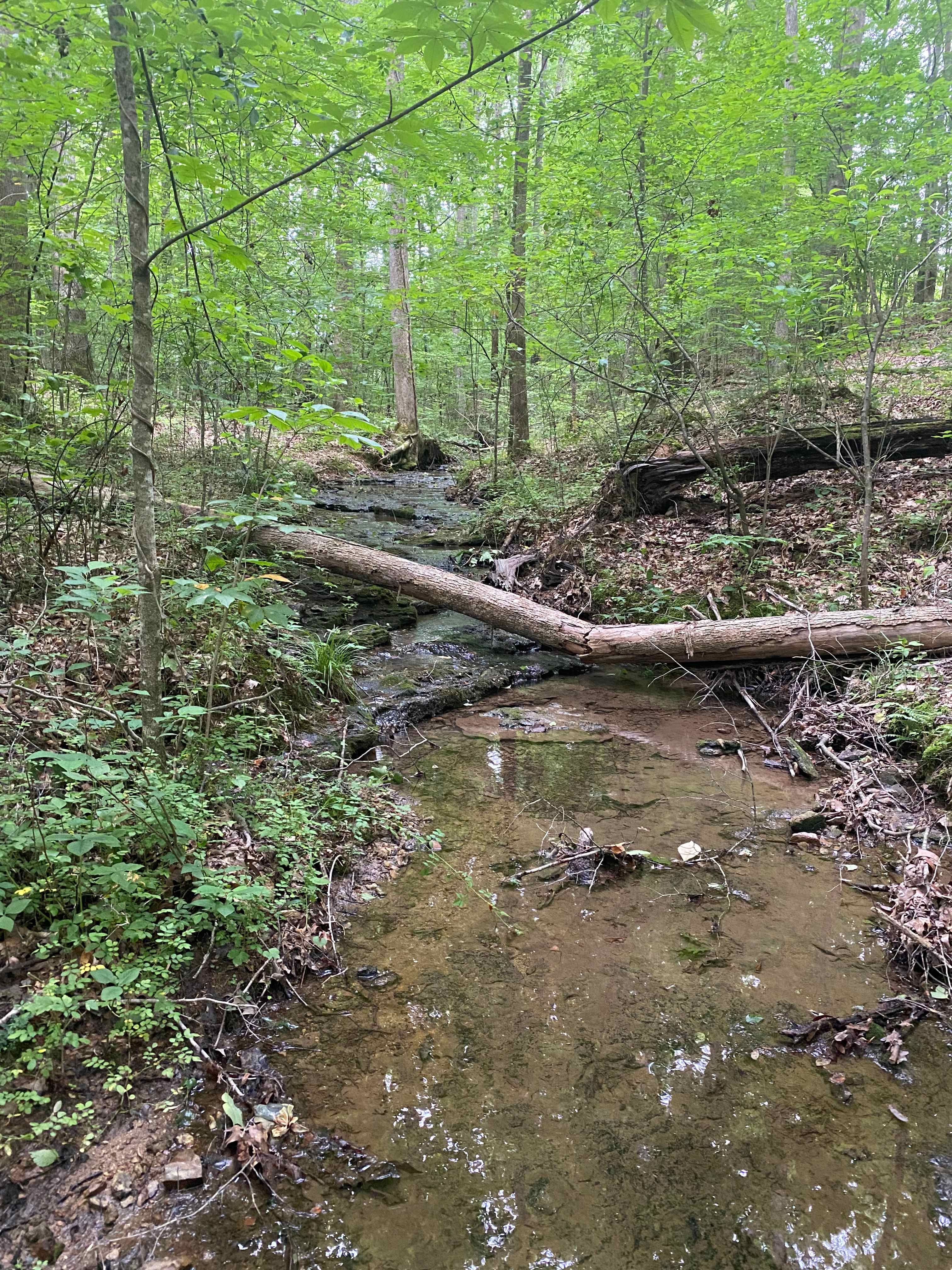 A short walk downhill from campsite 5 leads to a cute little creek.