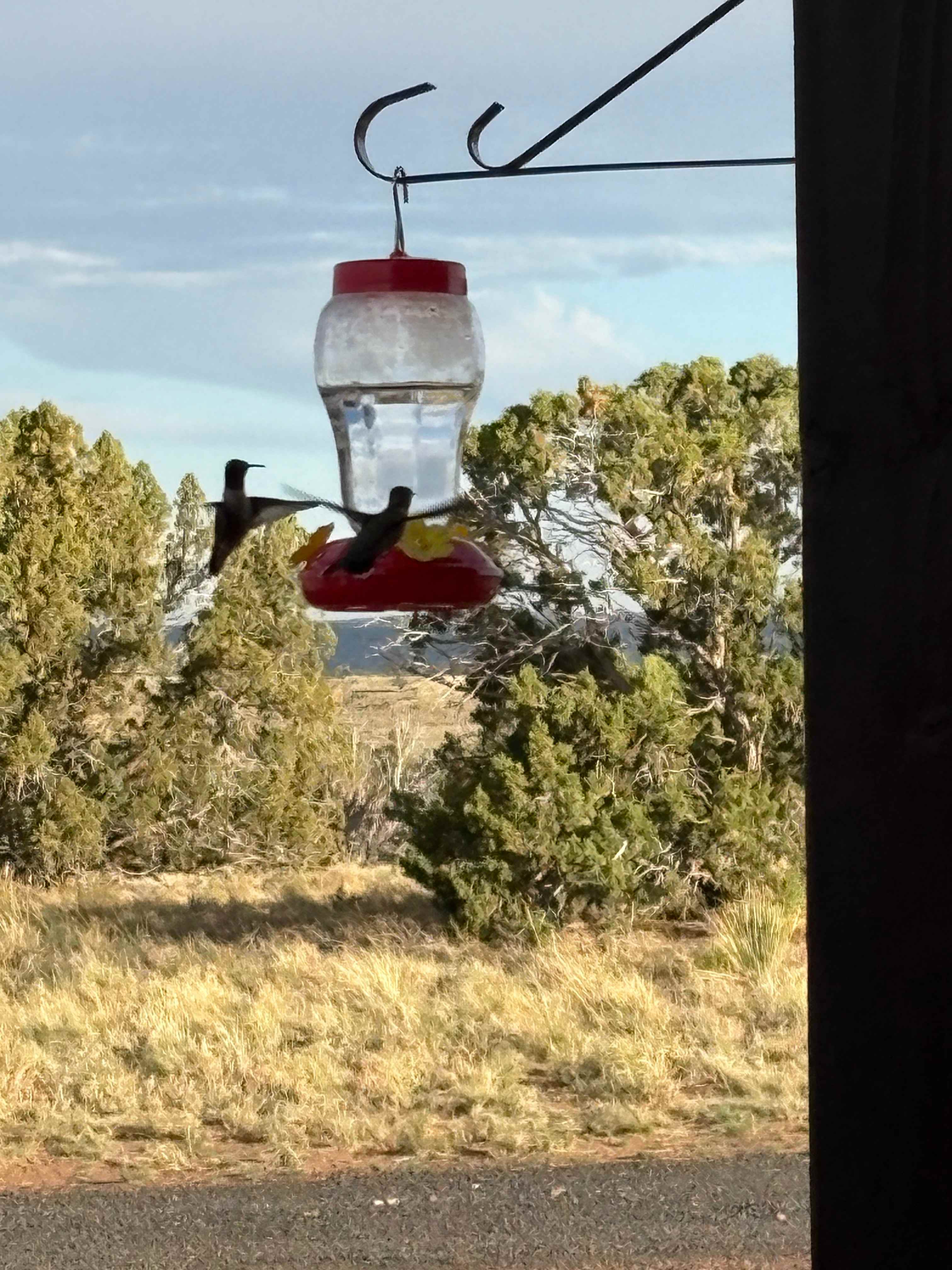 Just a few of the many friendly hummingbirds 
