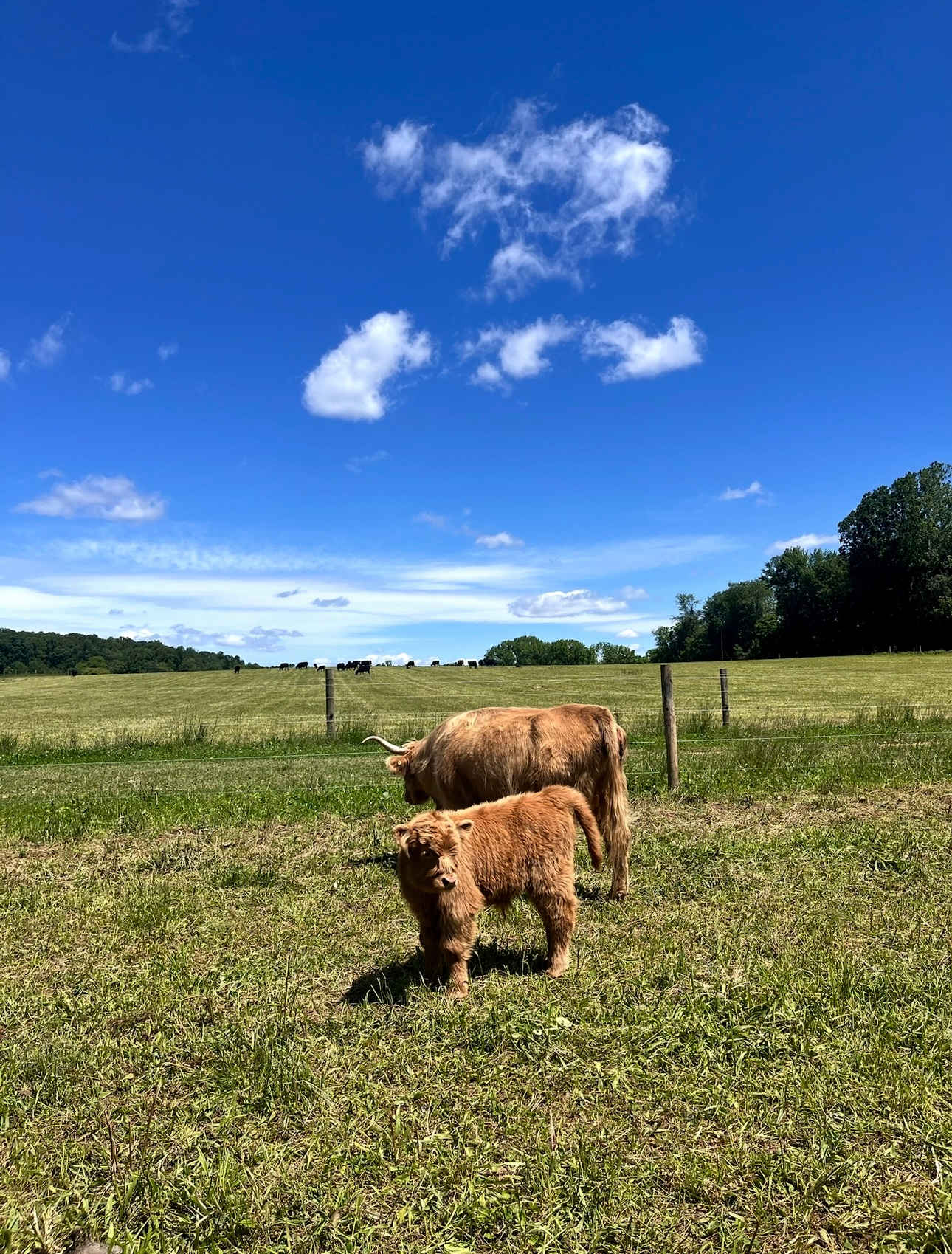 Happy Heart Highlands and Alpacas