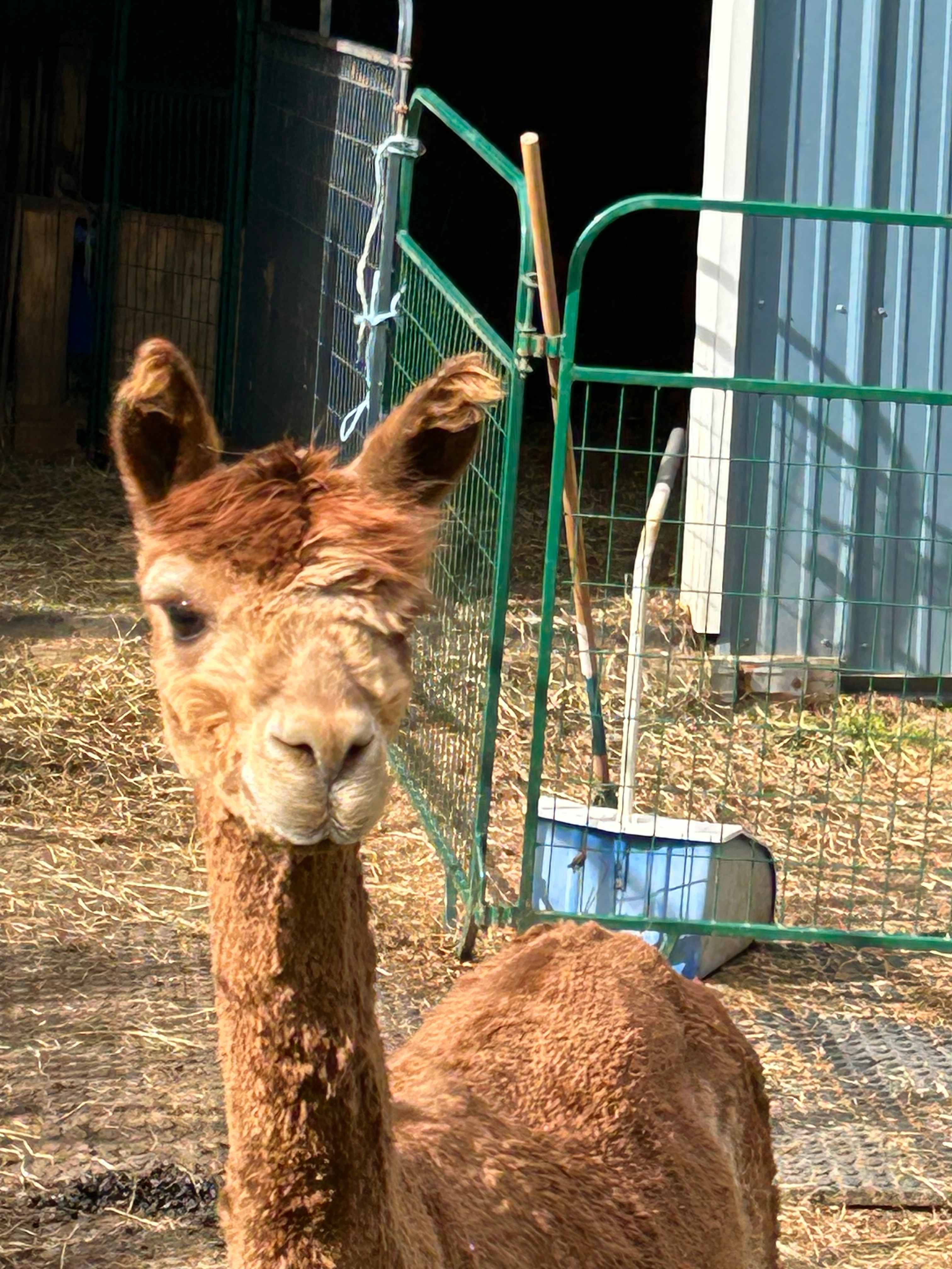 Pine Valley Alpacas