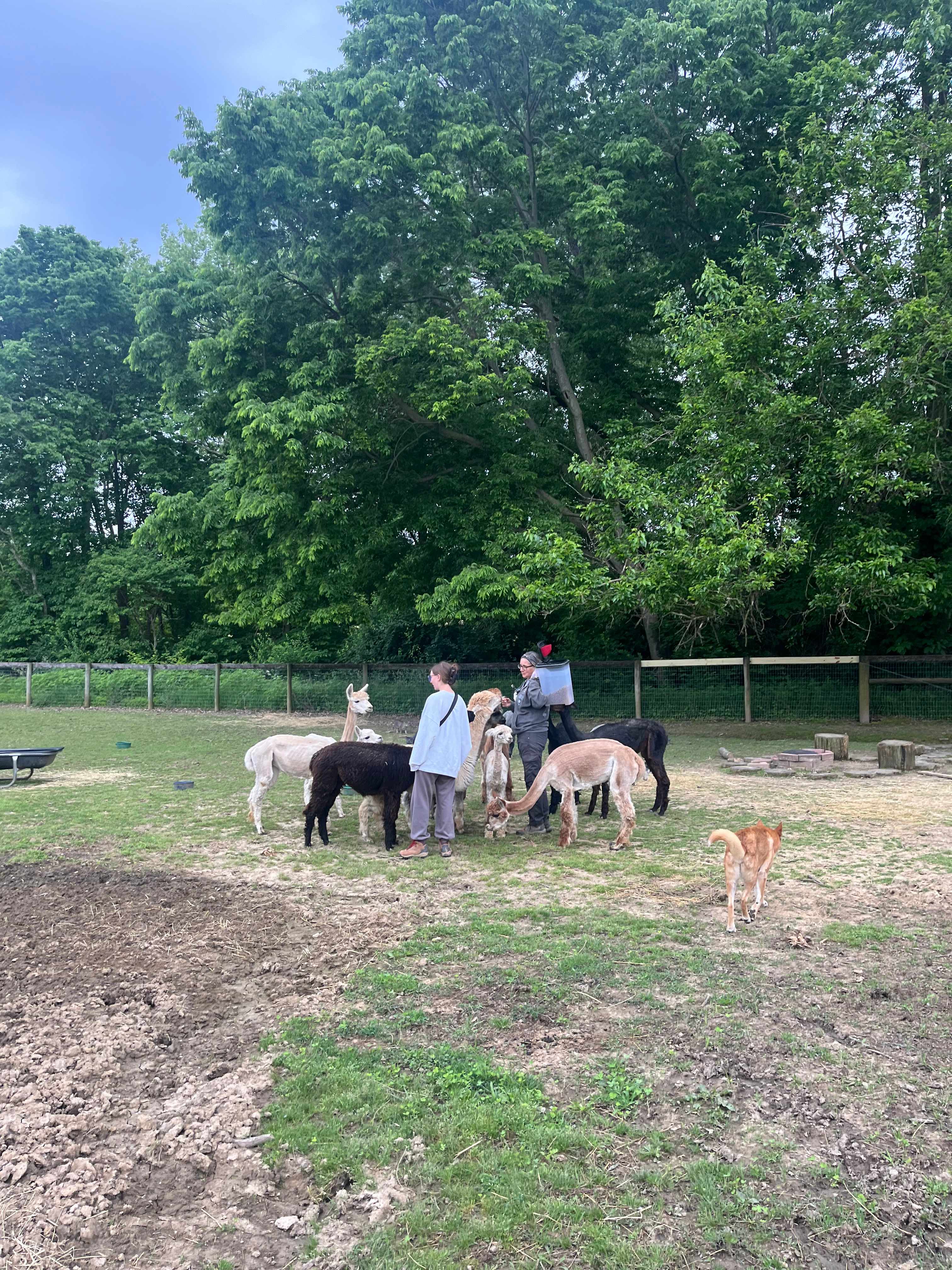 Camp with Alpacas at Aris Farm