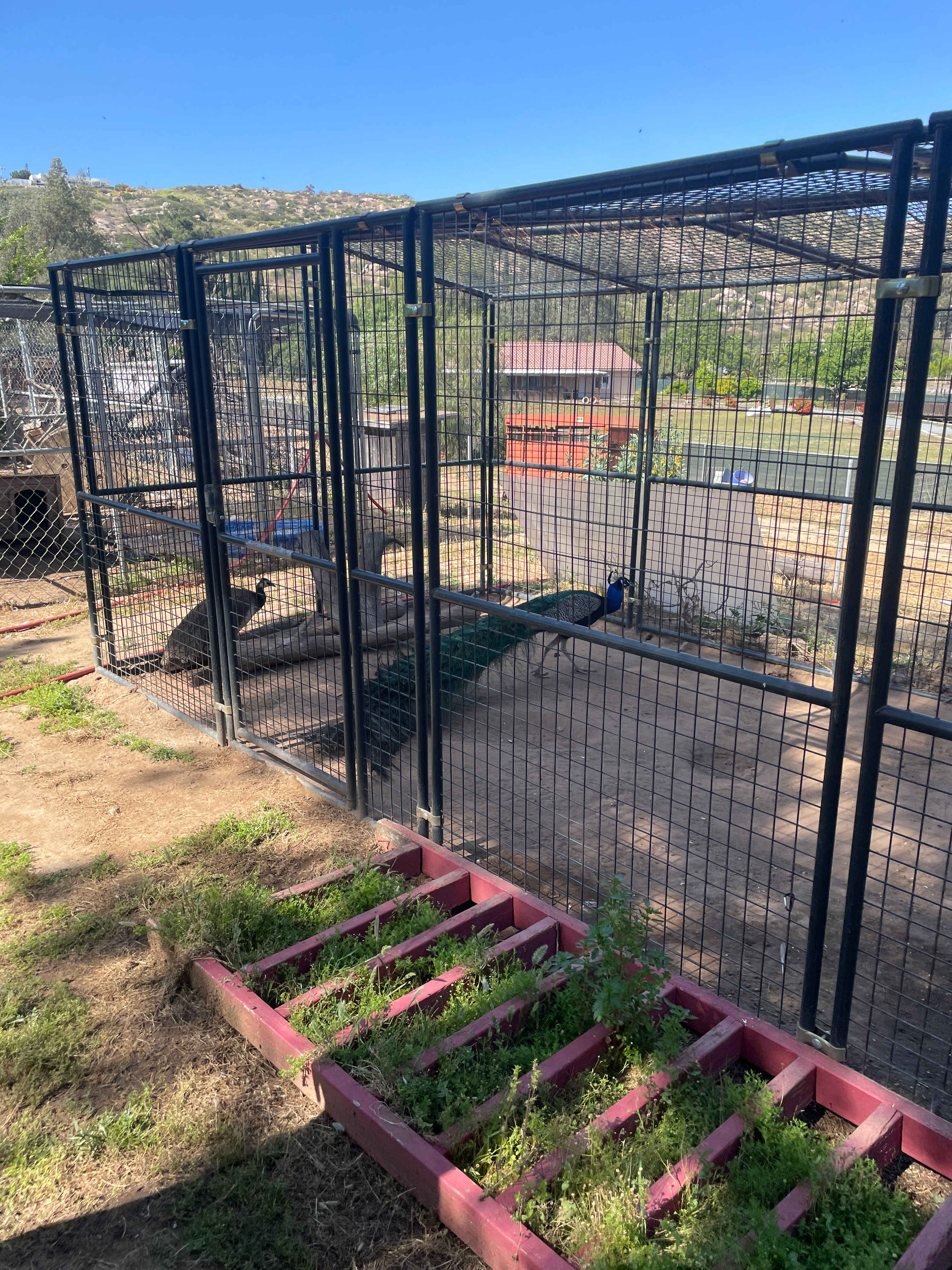 2 The Rescue Animal Sanctuary