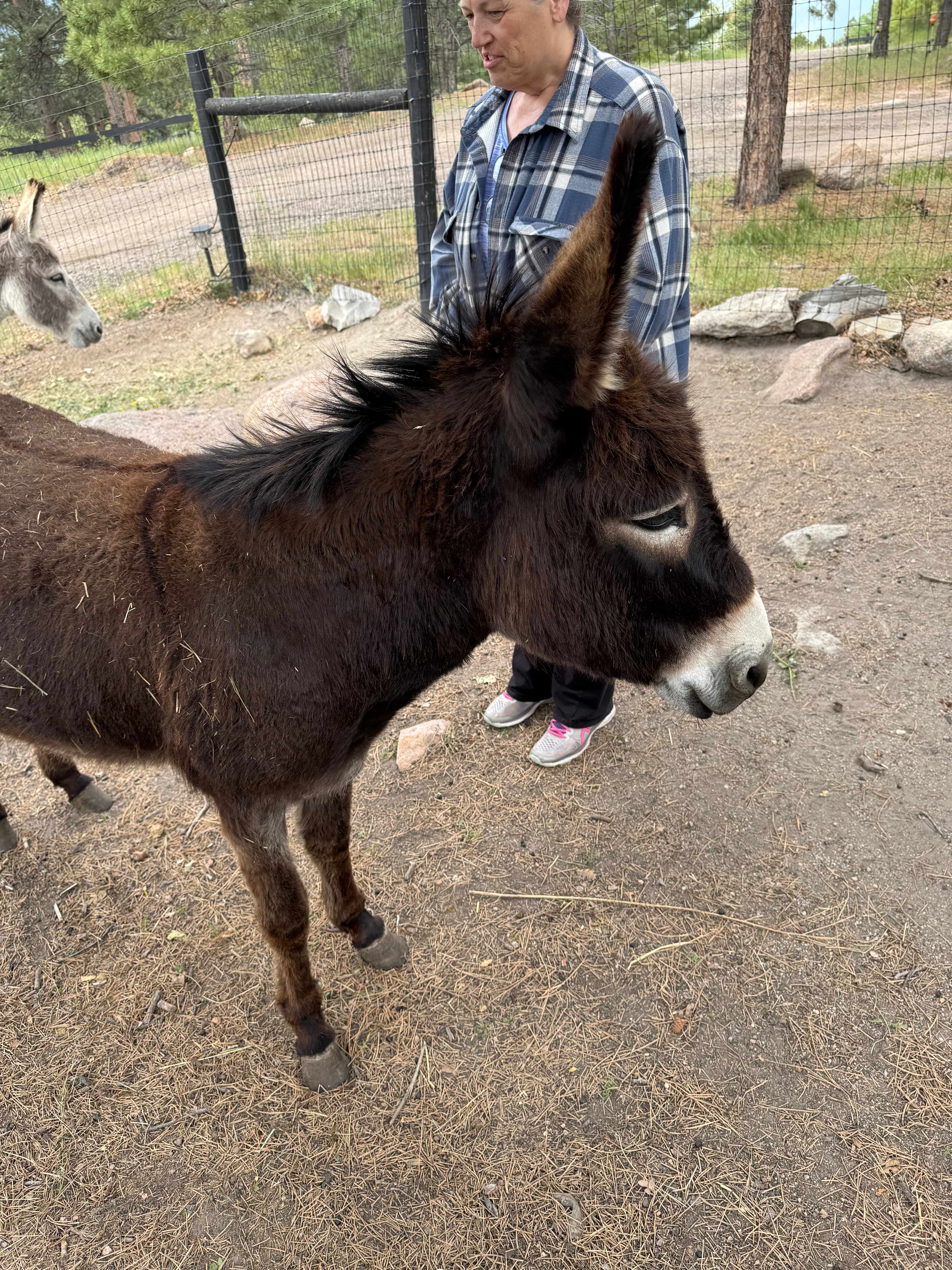 Standiford Goat and Equine Ranch