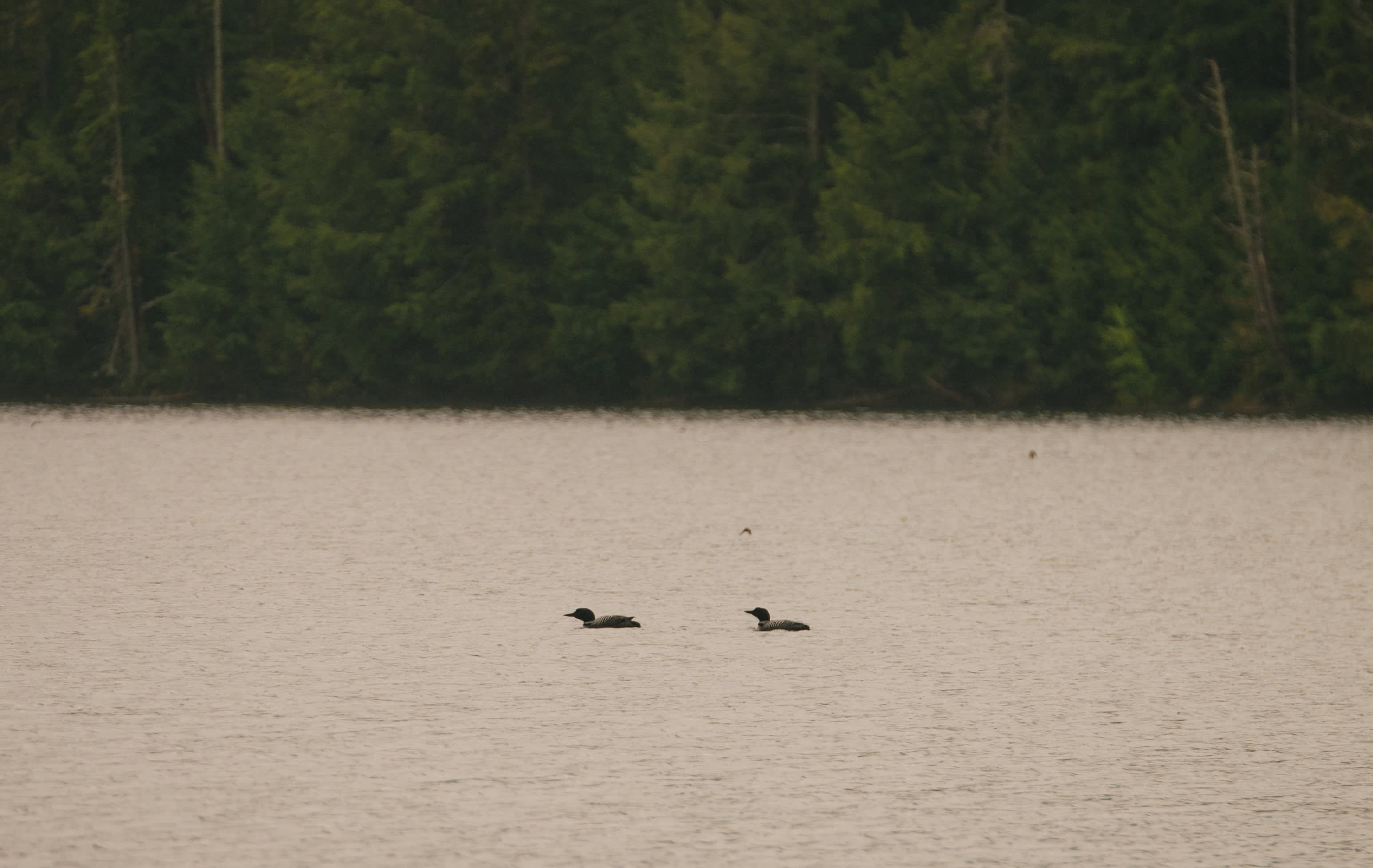 pair of loons on the pond