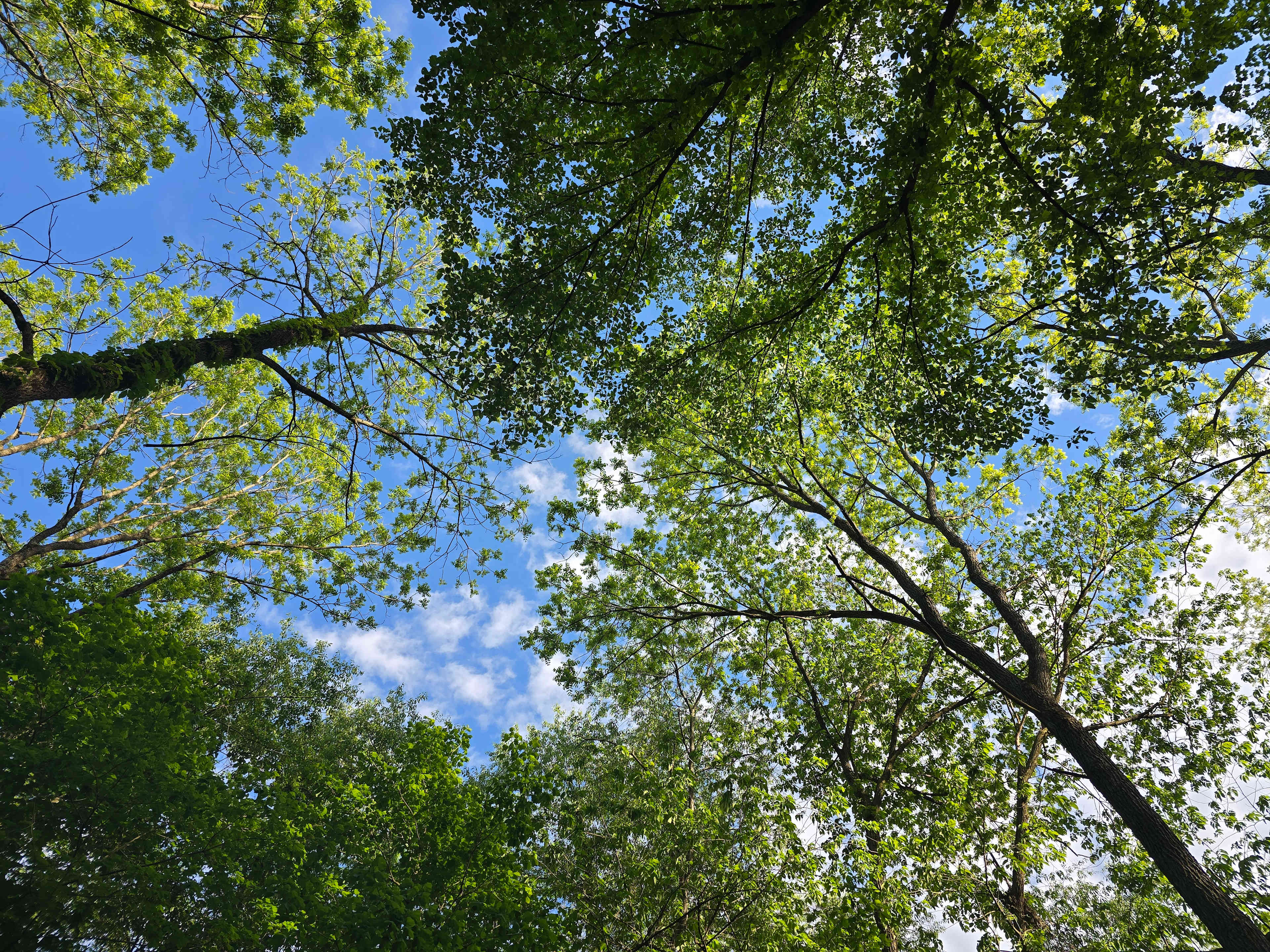 Tree coverage from the center of the campsite