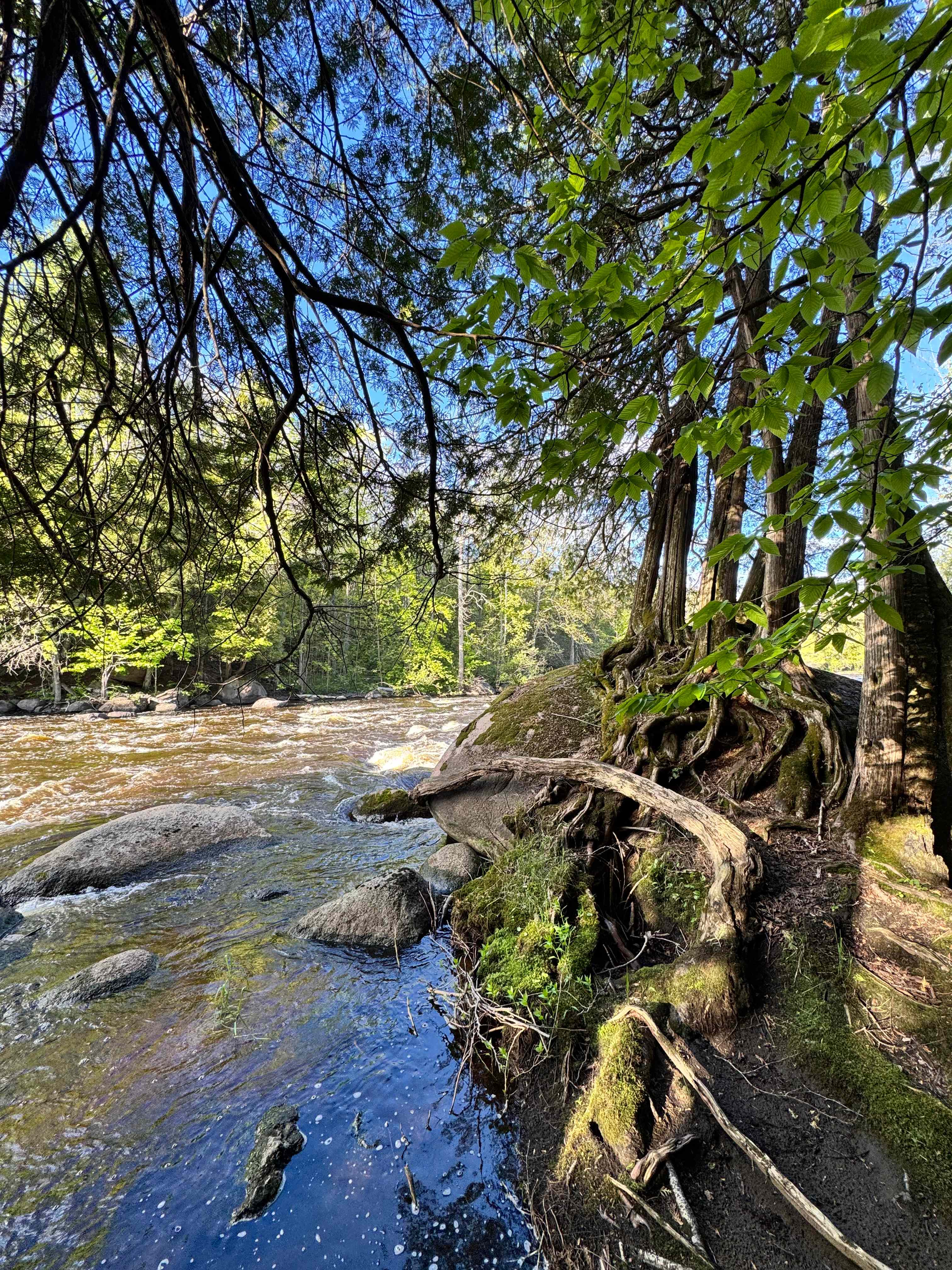 River Forest Campground & Rafting