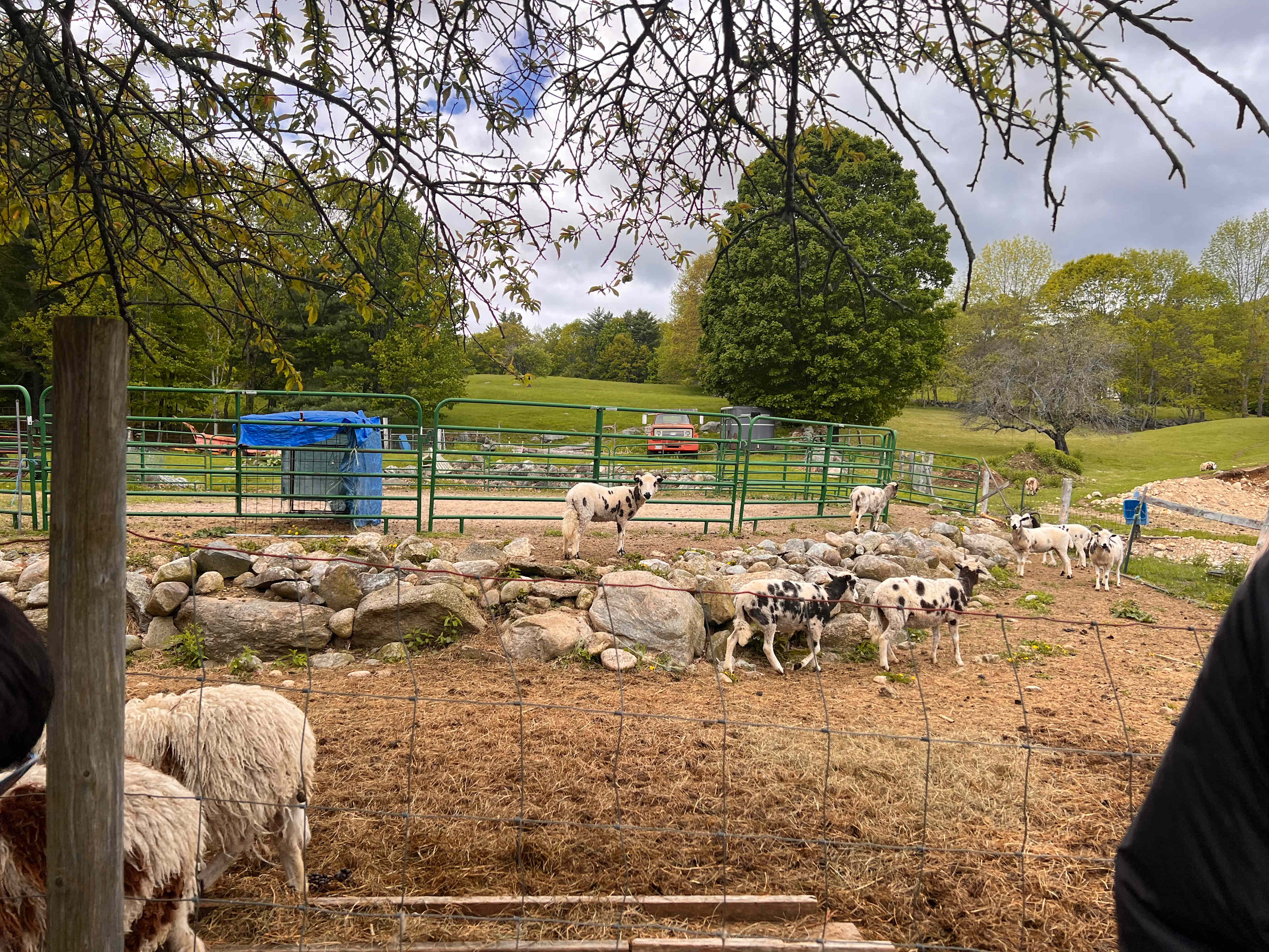 BrandiLee Woods at the Woolley farm