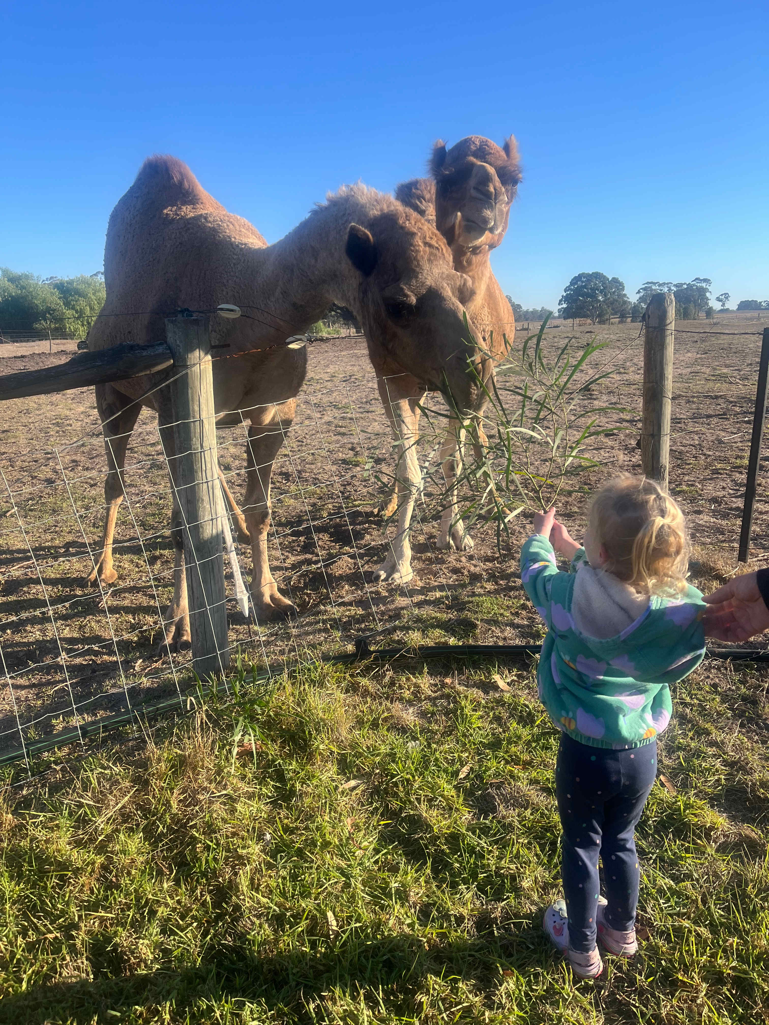 Bluegums Farm, Bordertown