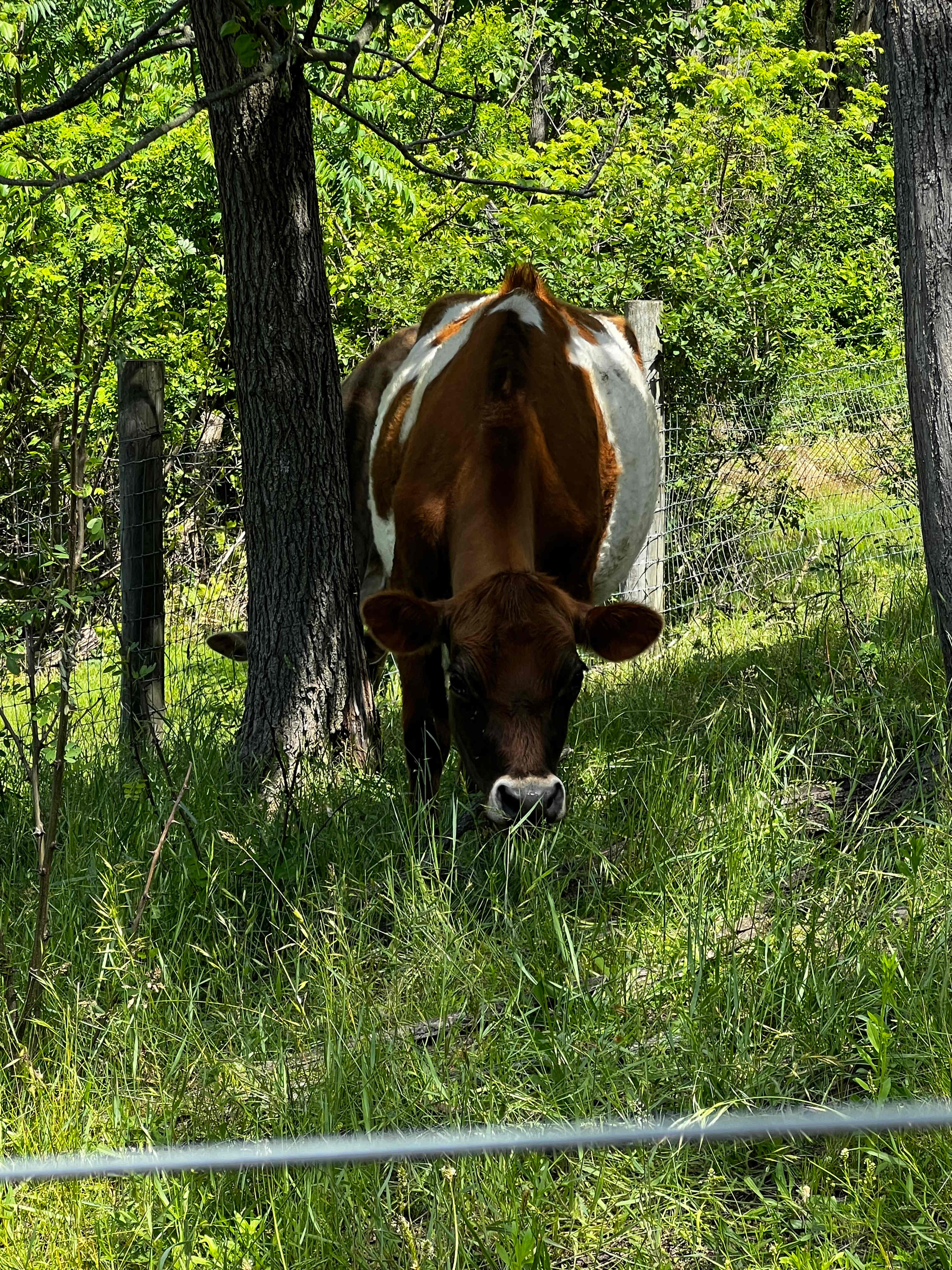 Circle S Farm Camping