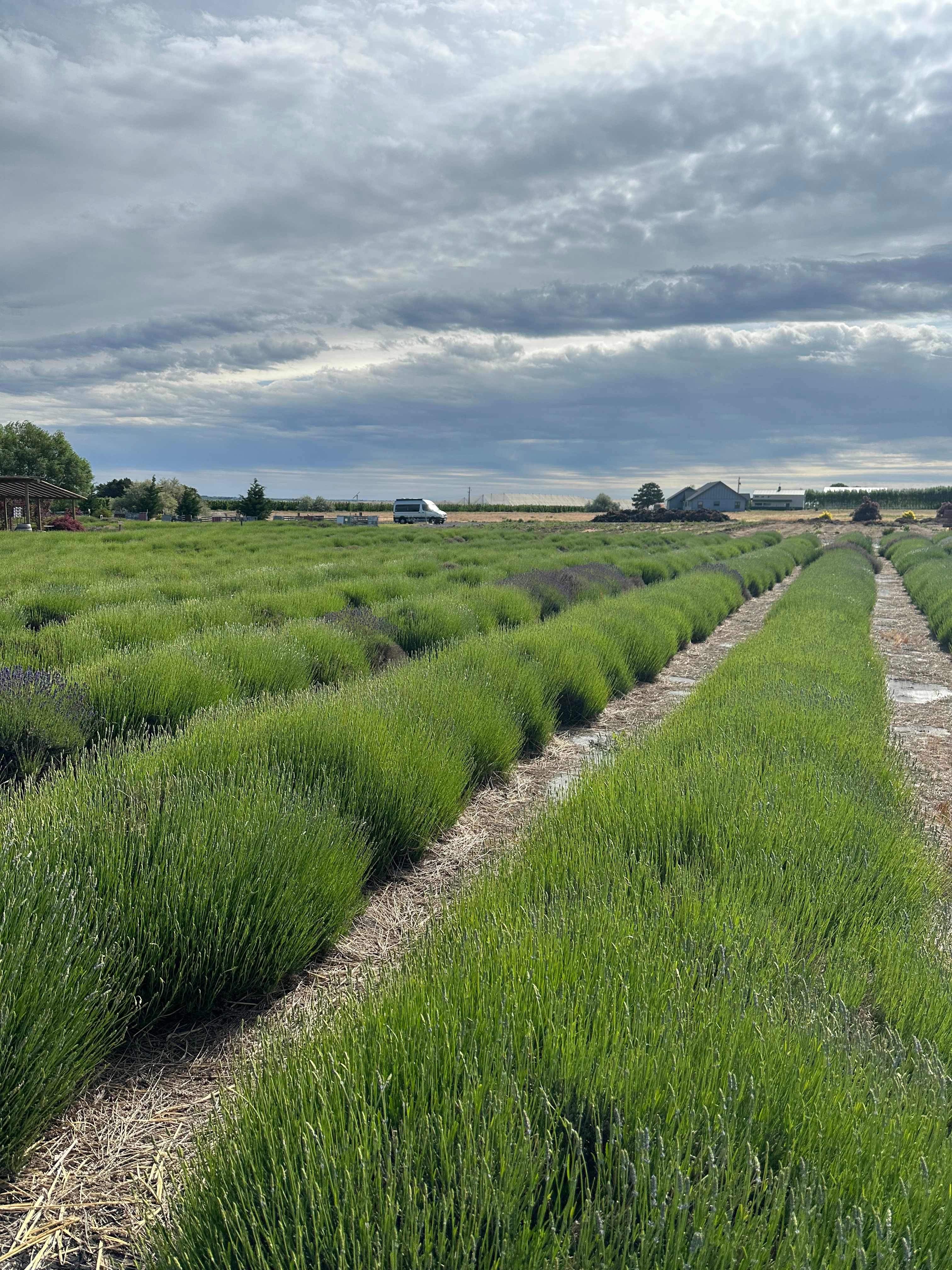 Lavender before bloom