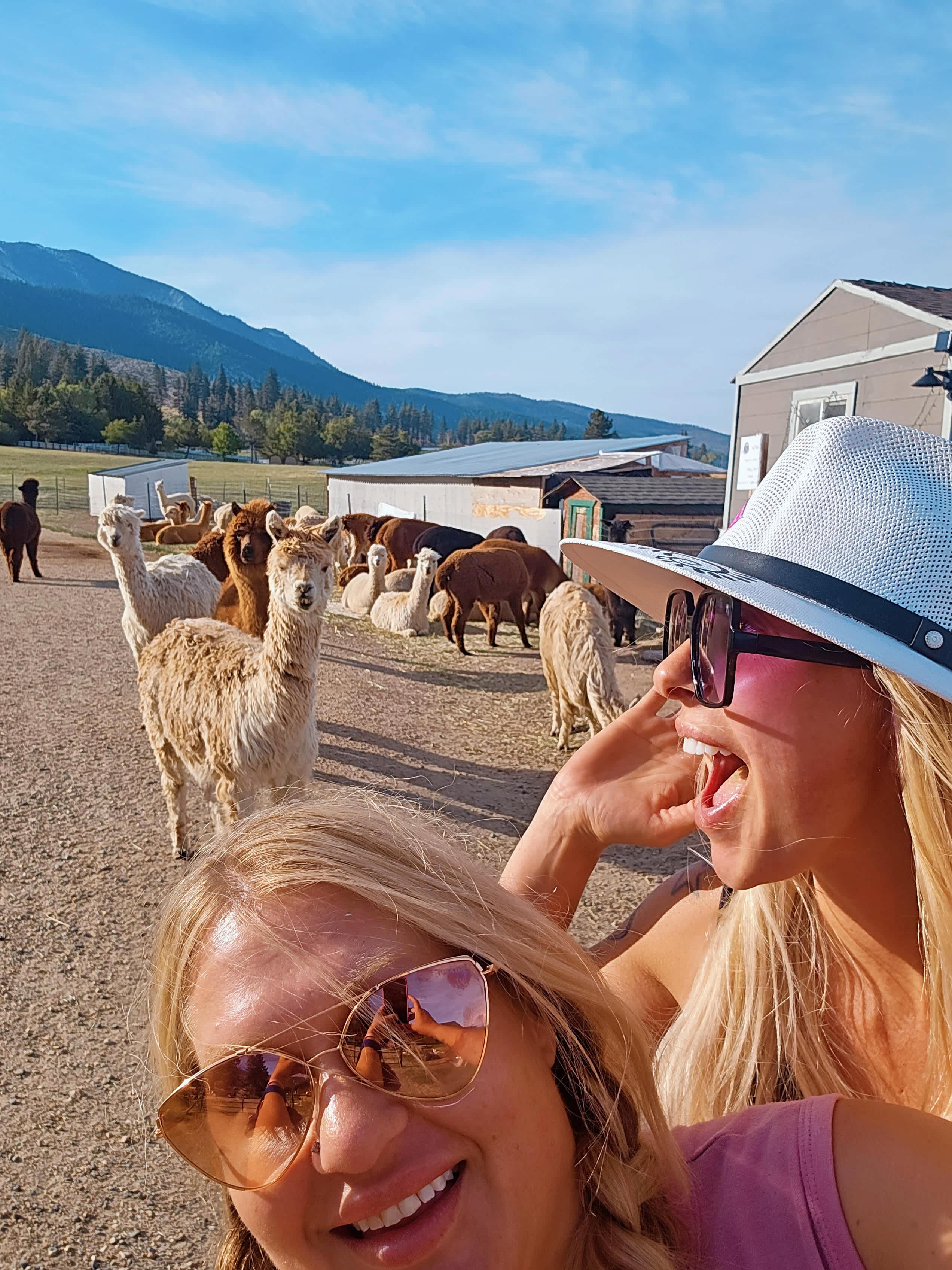 L.Davis Ranch and Olde LYFE Alpacas