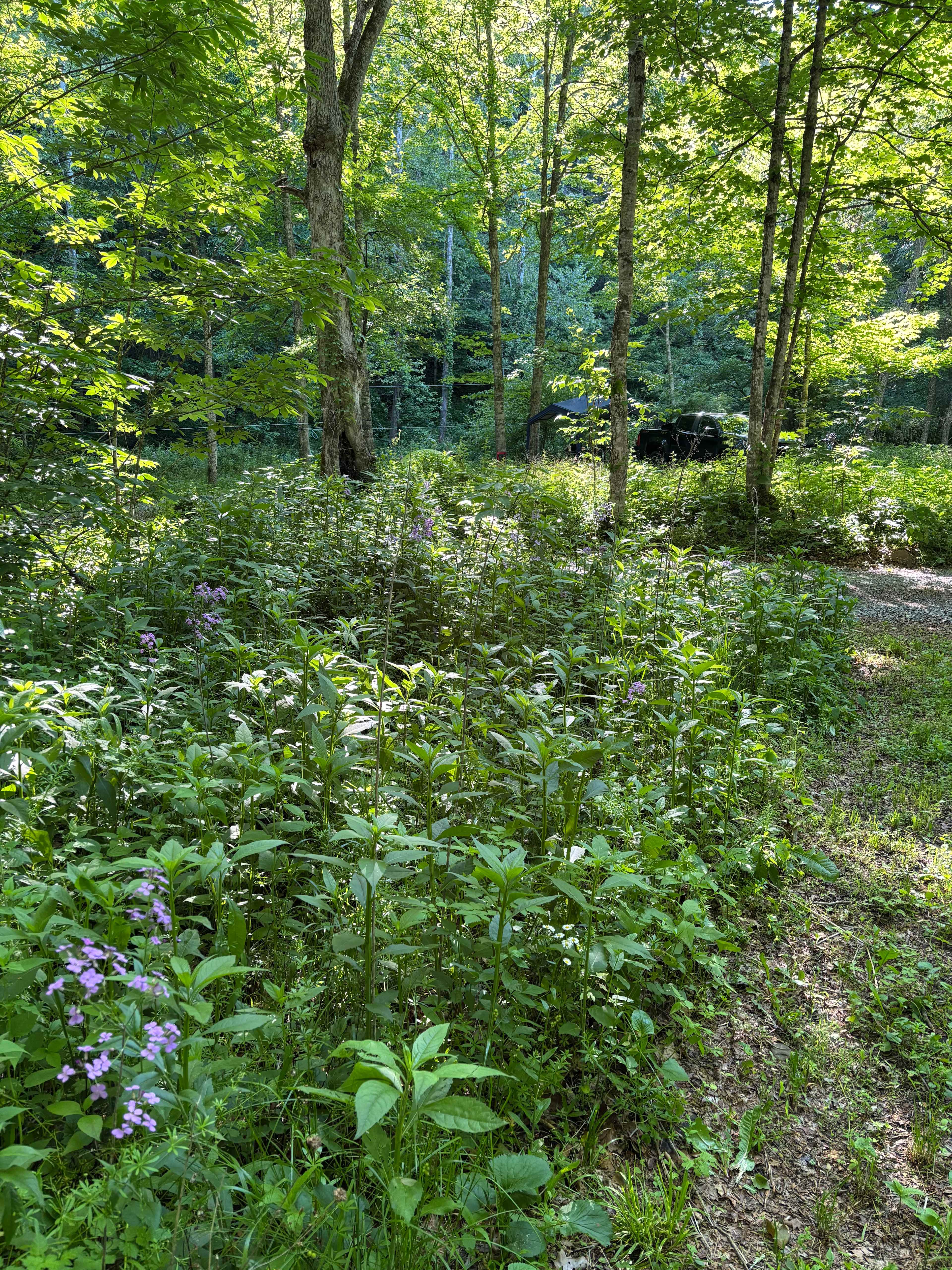 River Trail Hollow