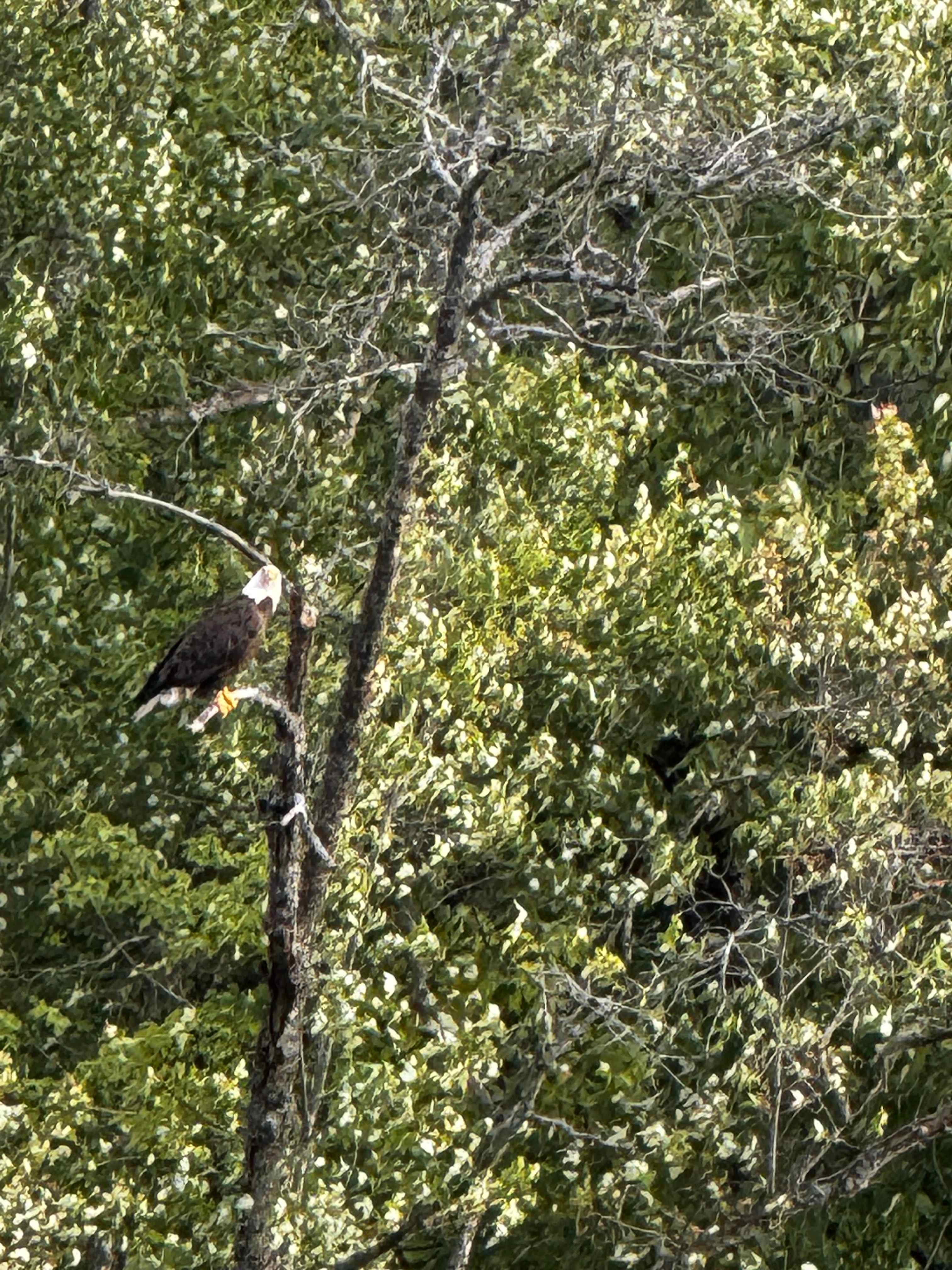 Bald eagle hanging out across from our site.