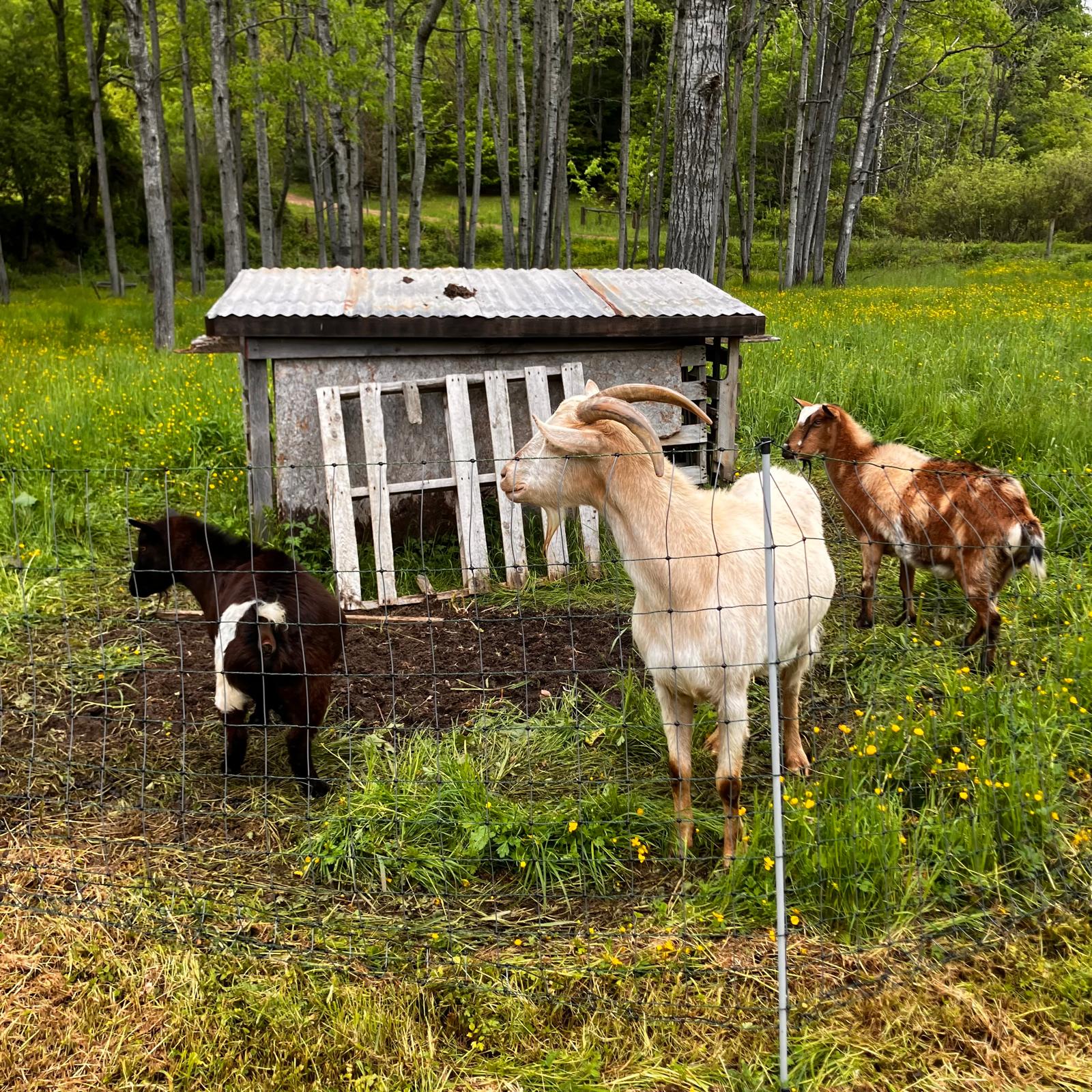 Triple Dream Farm