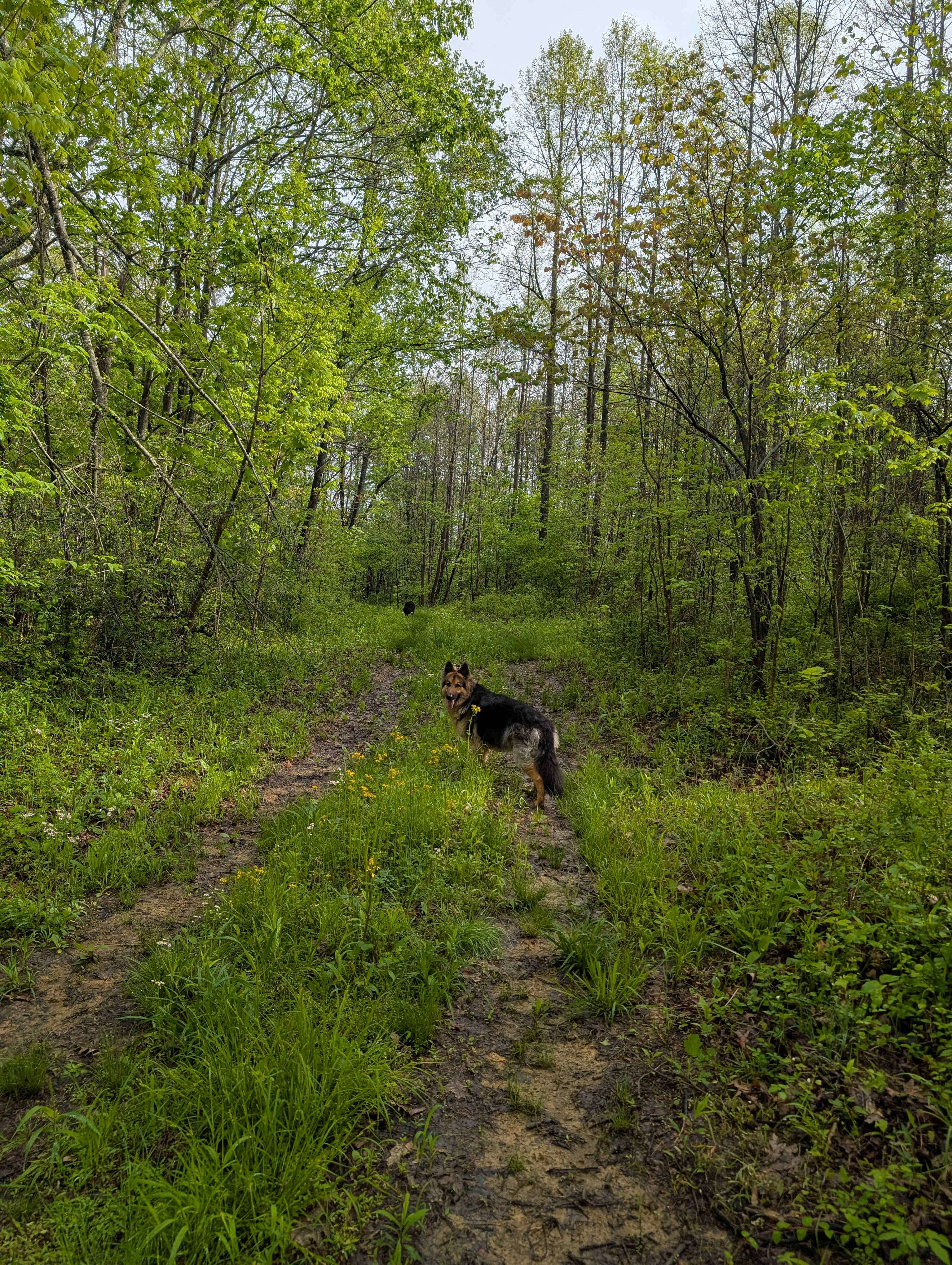 Ohio Enchanted Forest