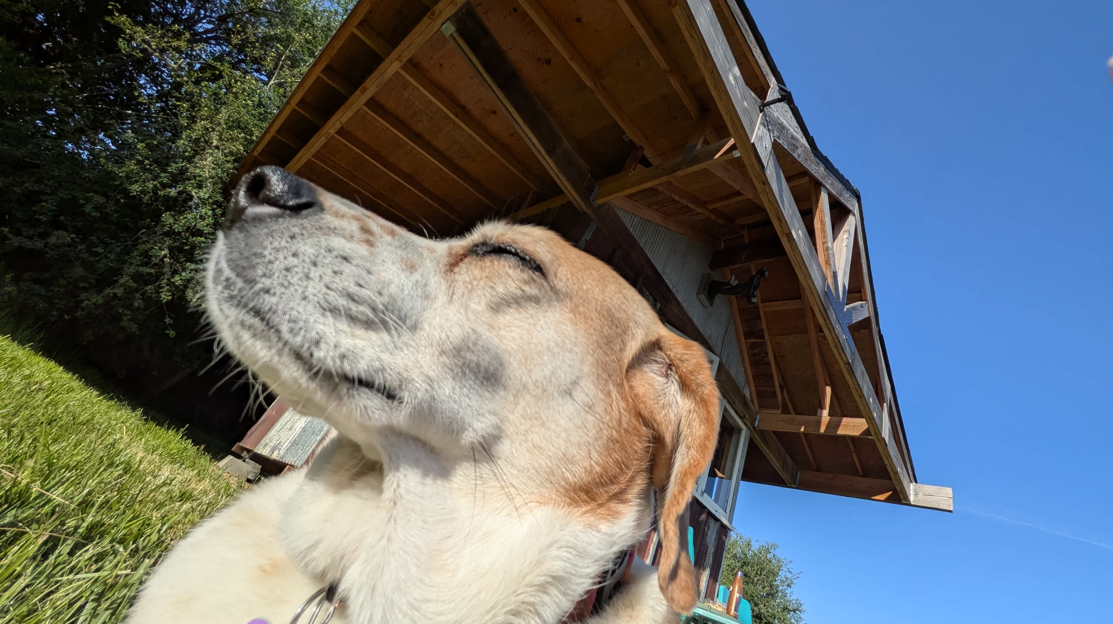 Content doggy 