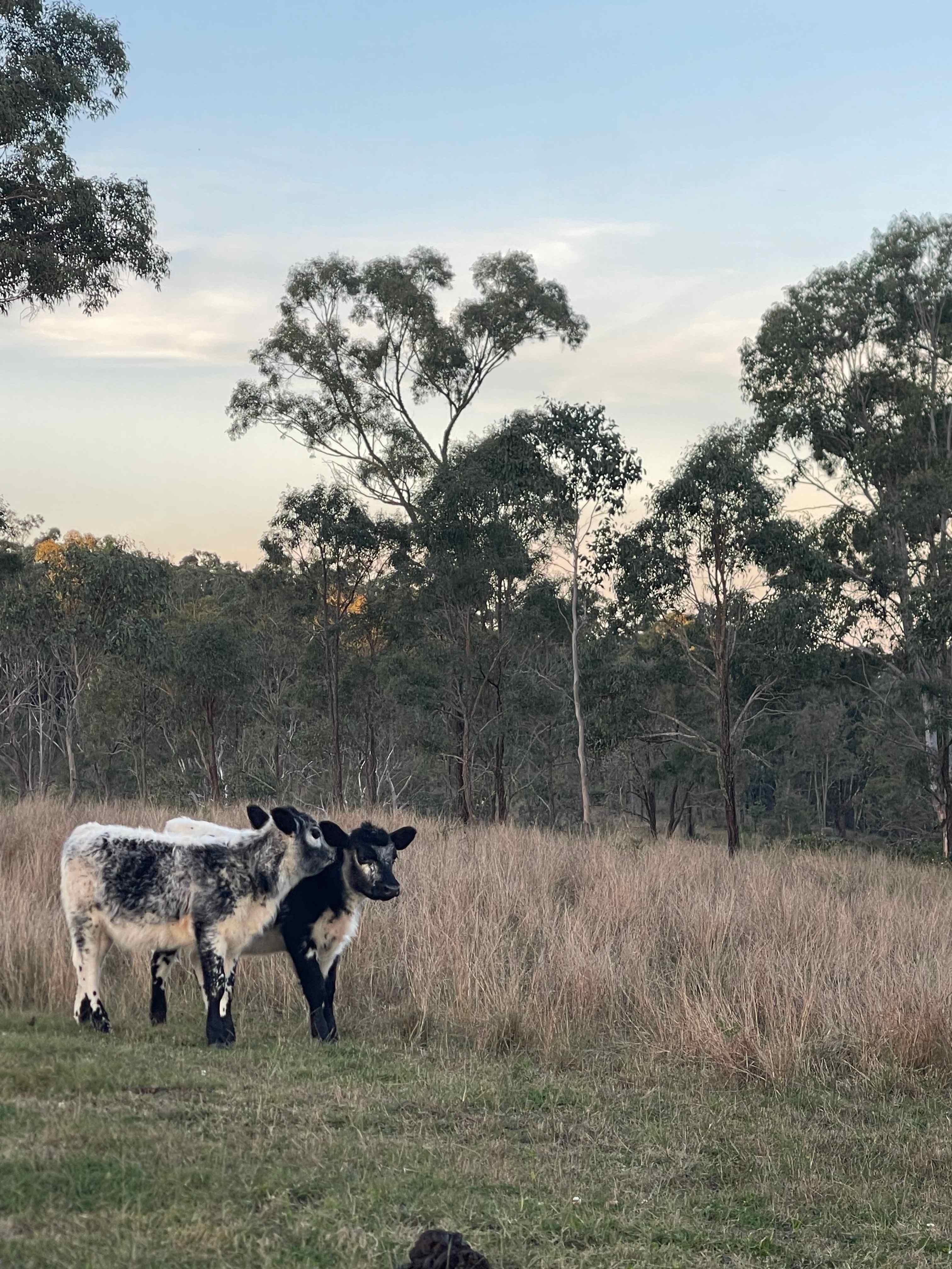 Tinara, 200 acre cattle farm 