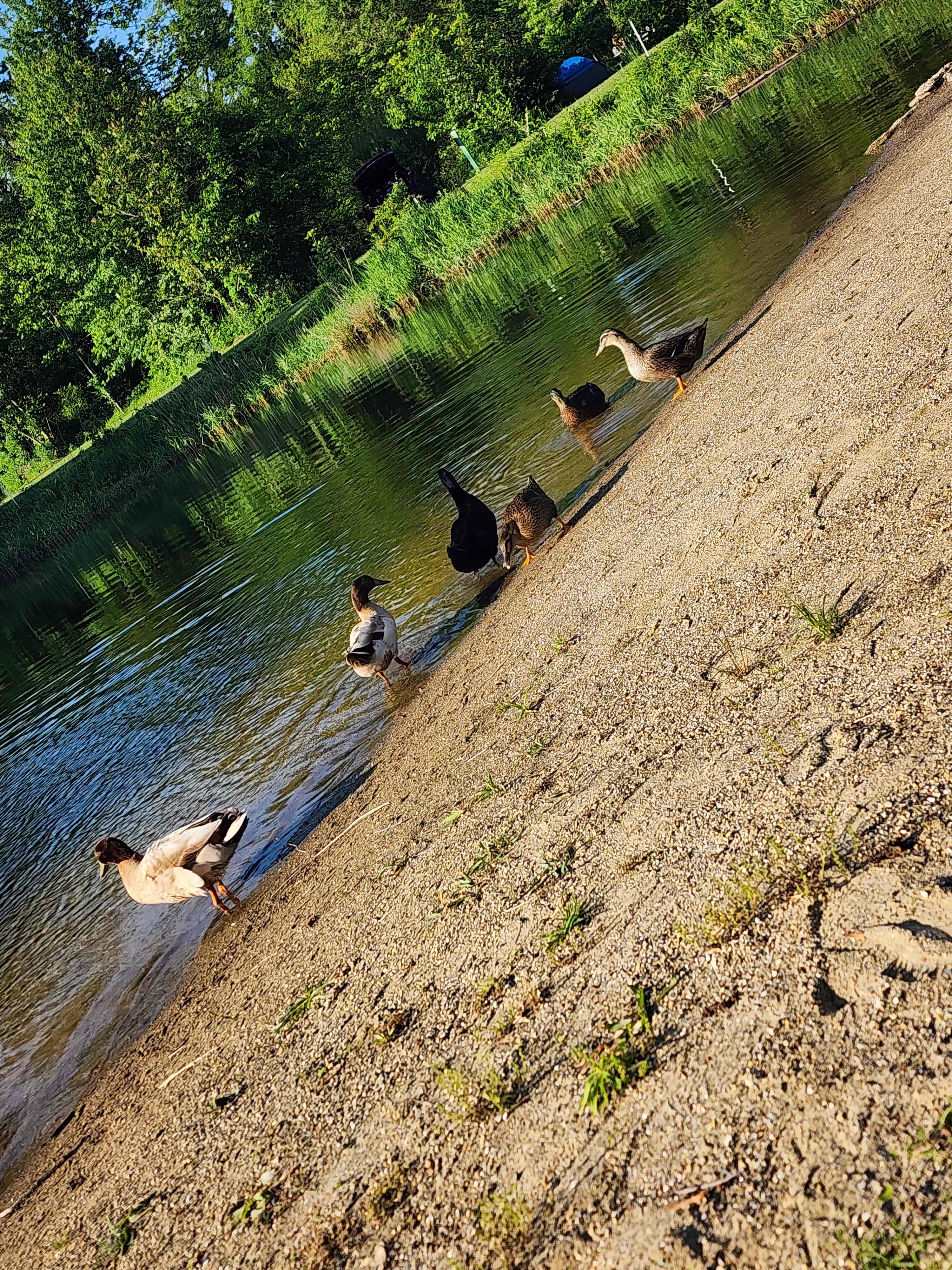 Ducks!!