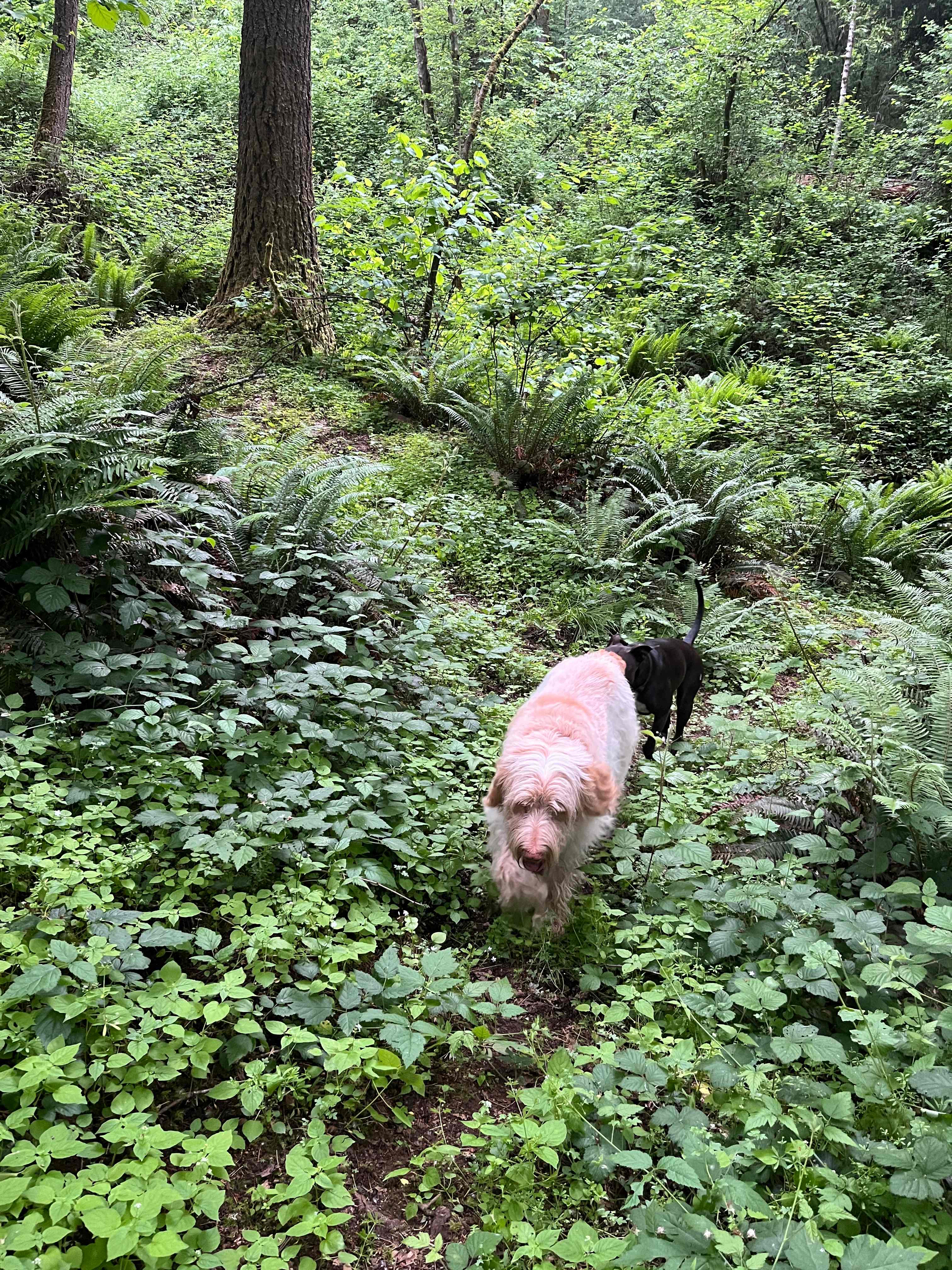 Puccini the farm dog showed us around the trails