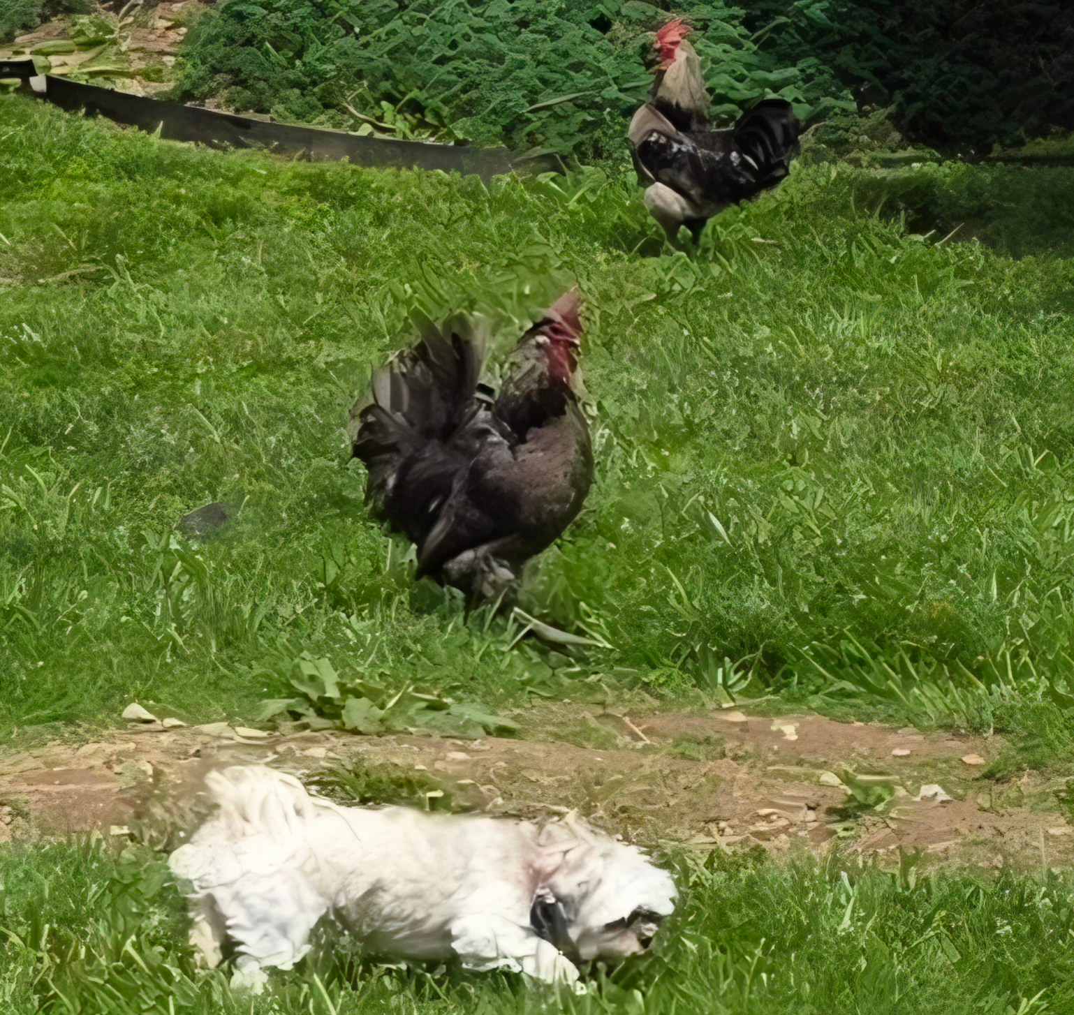 Redemption Springs Farm