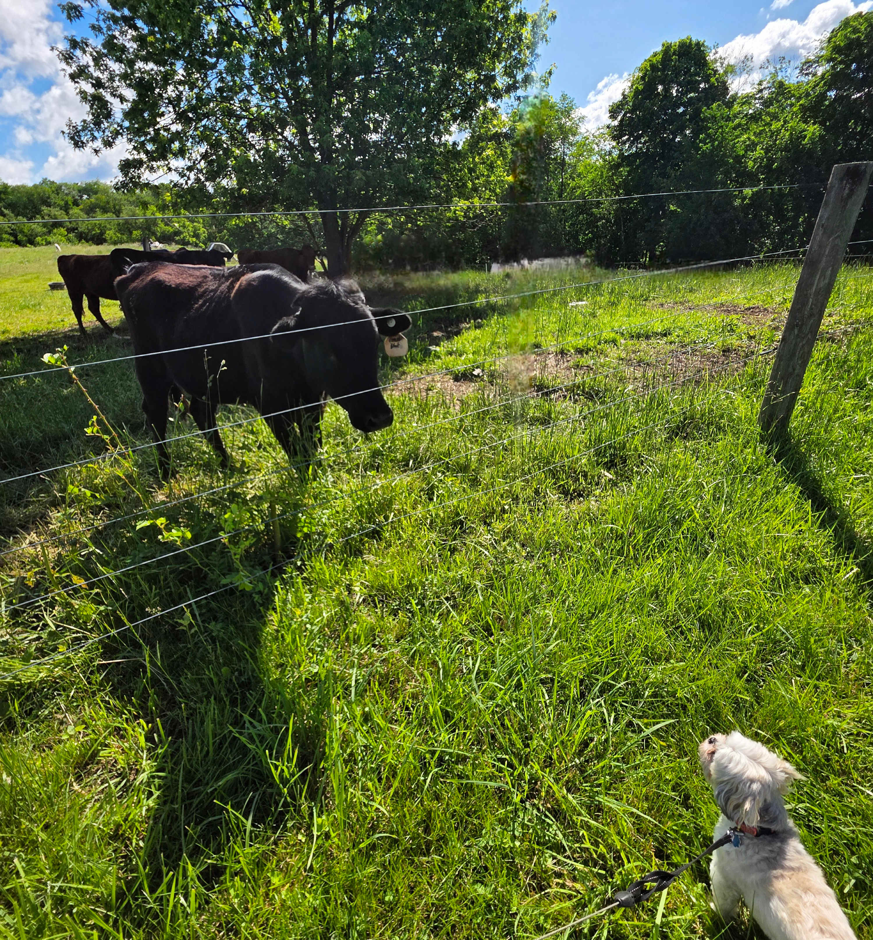 Redemption Springs Farm