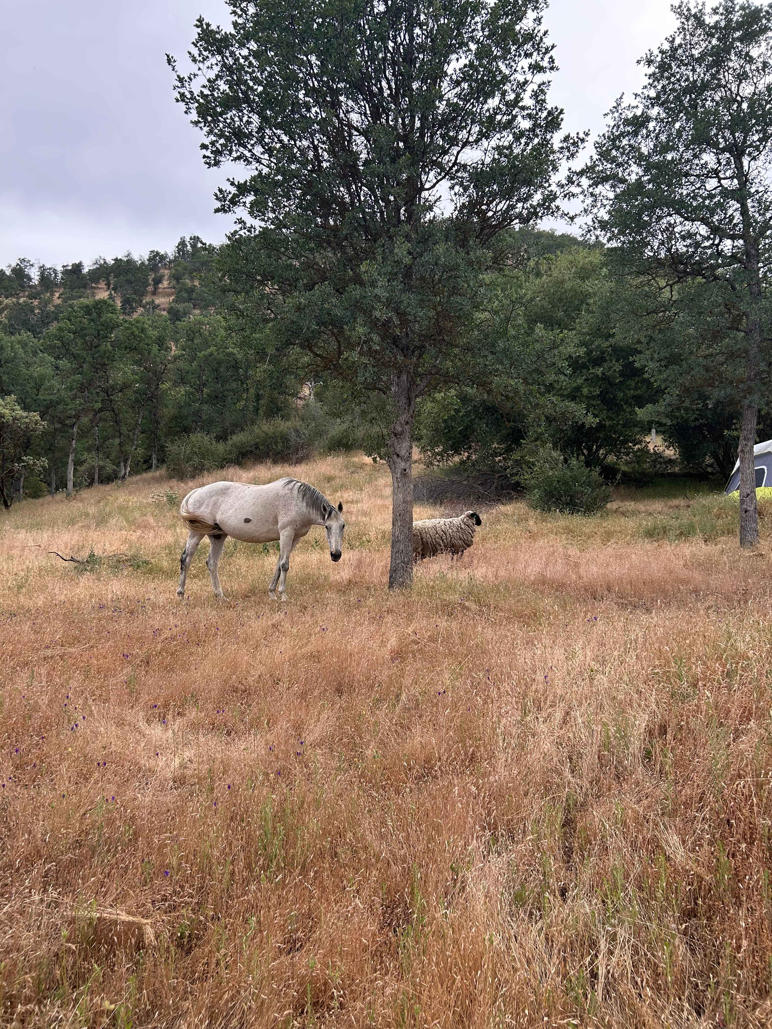 Camp ikigai Animal Sanctuary 501c3
