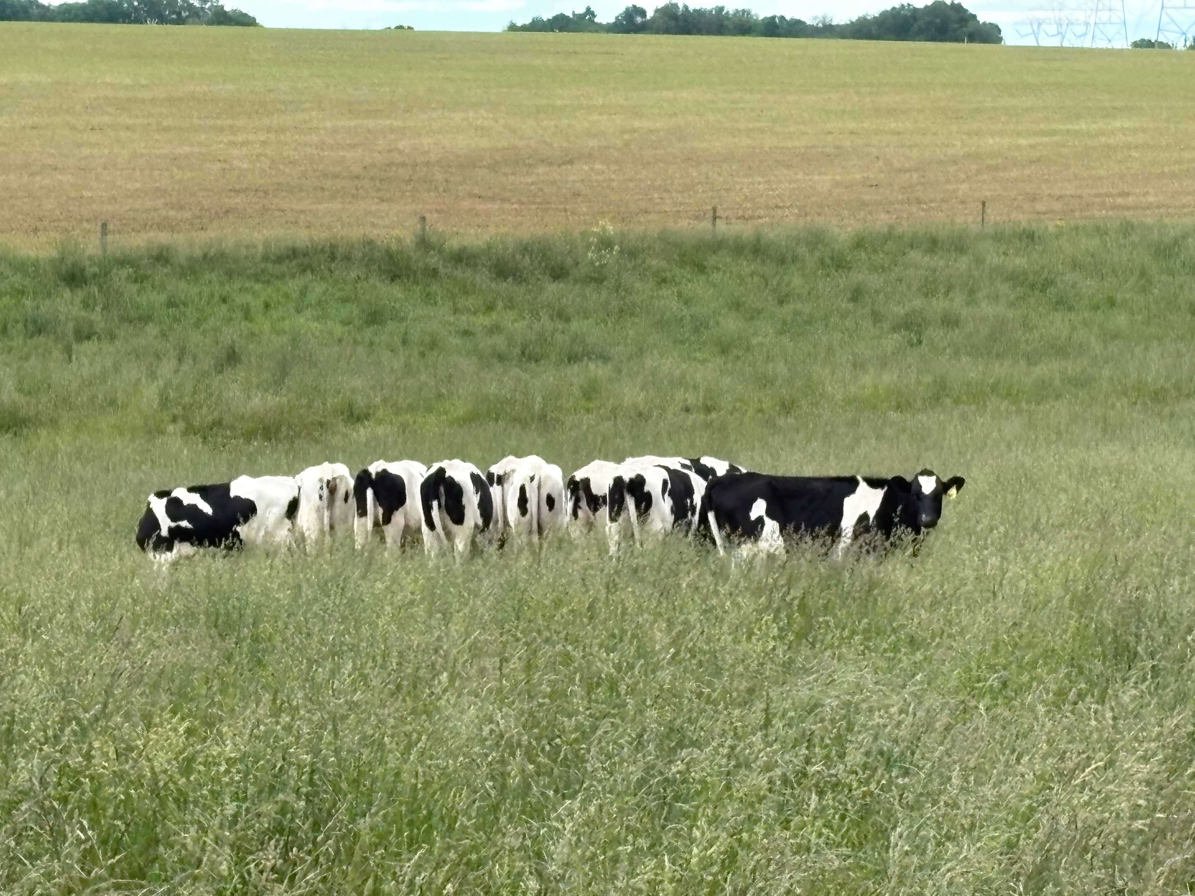 Neighborhood cows