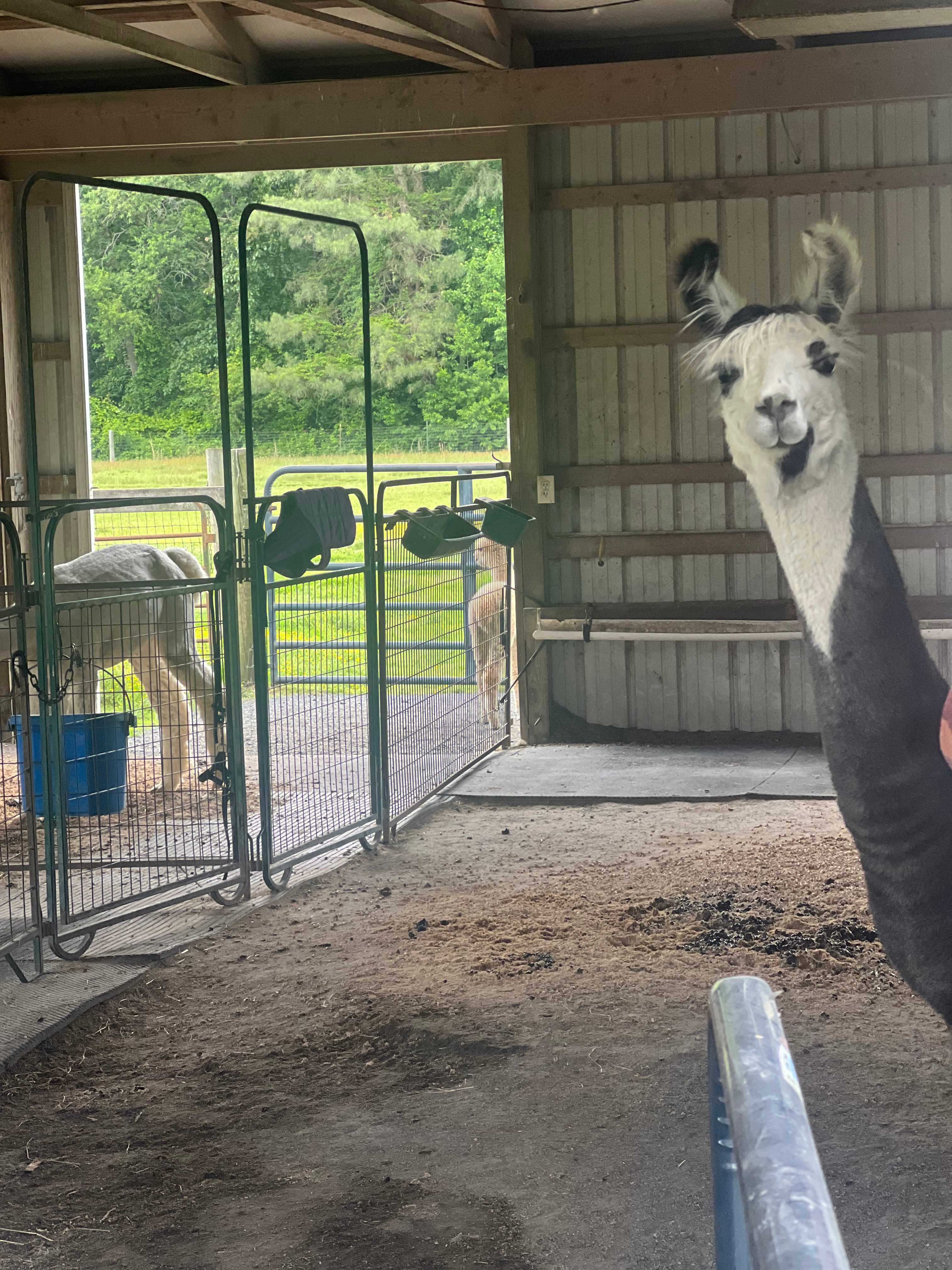 Alpaca Farm