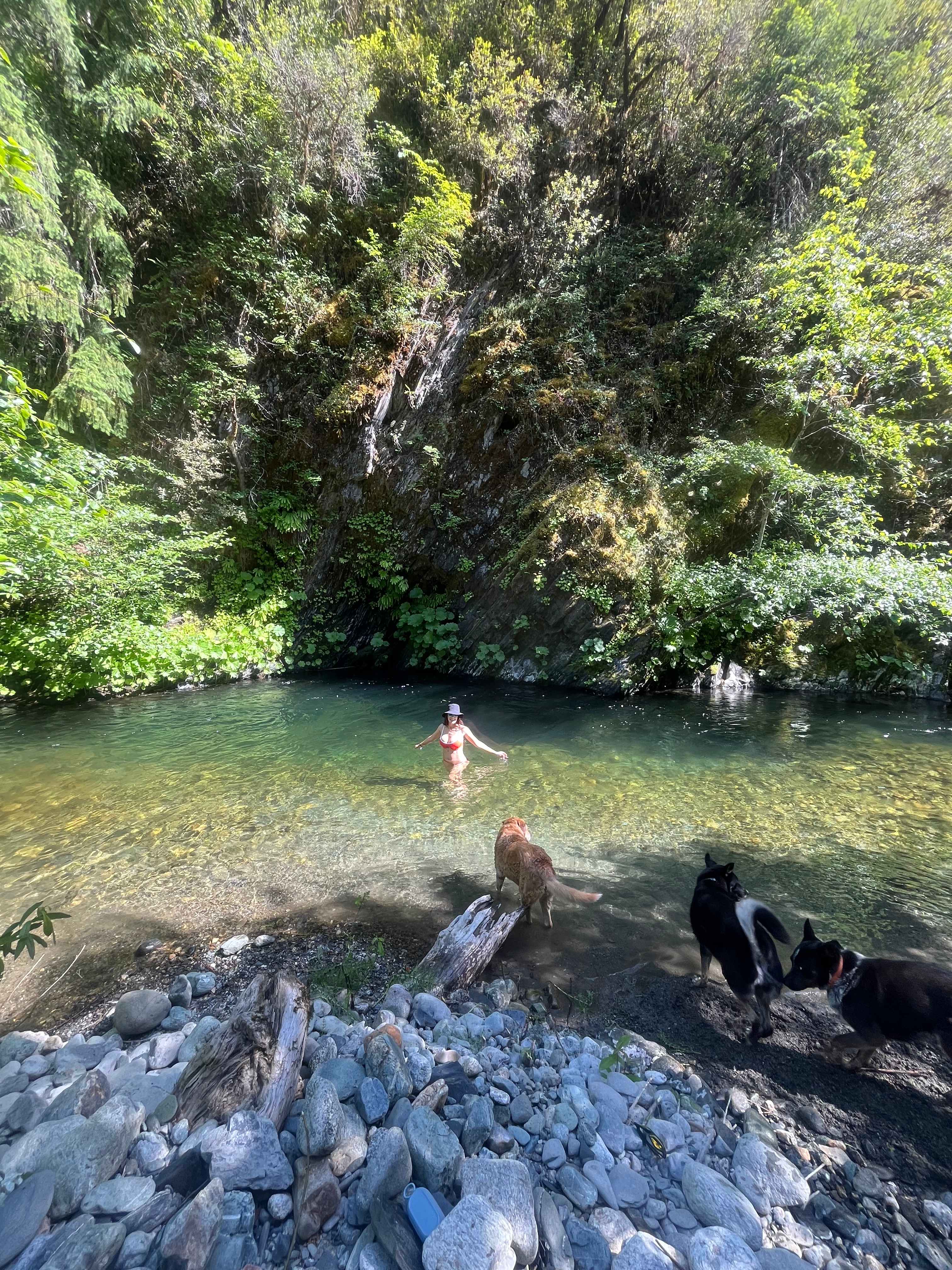 Swimming with the dogs 