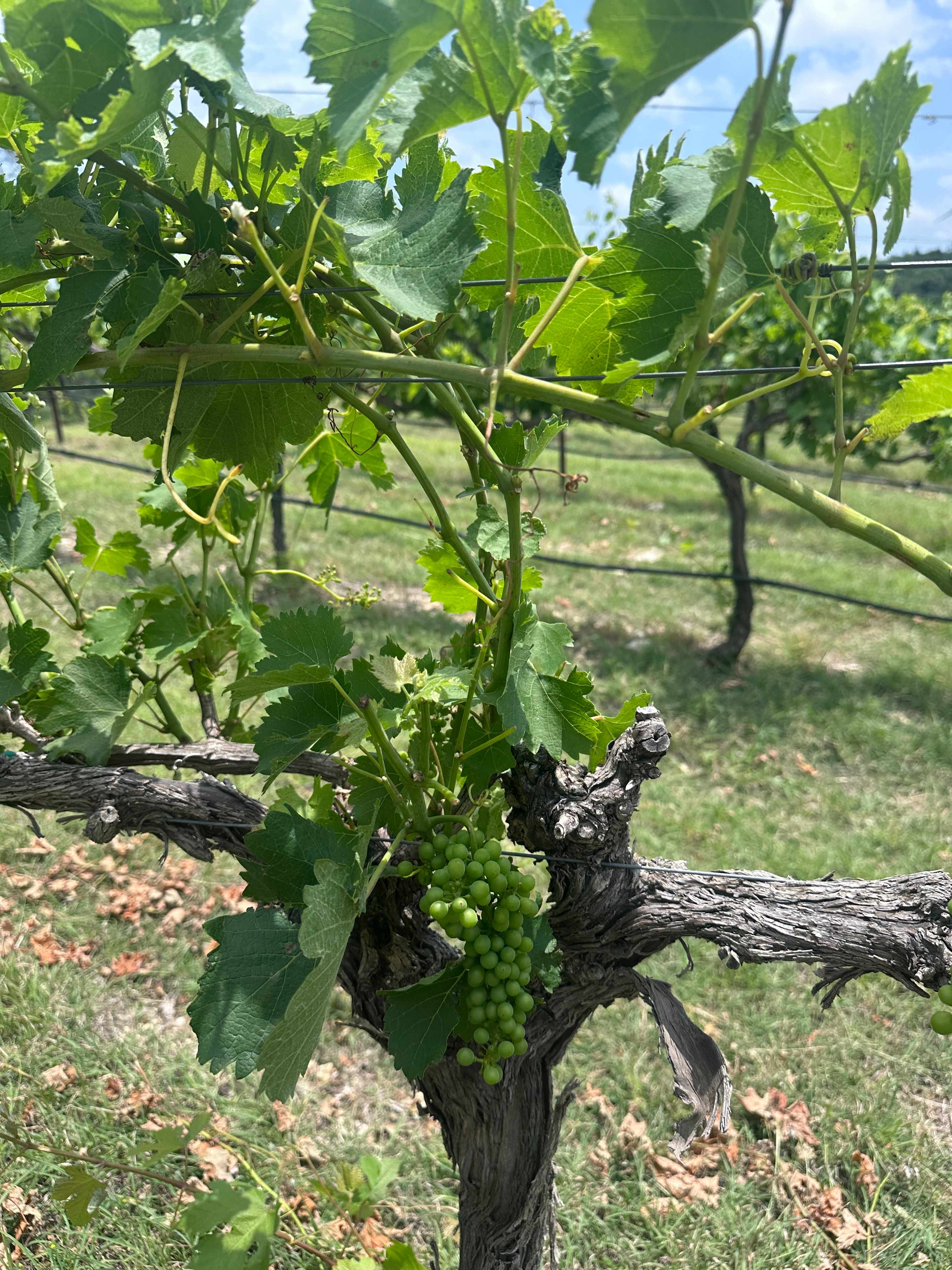 4R Ranch Winery Campsite