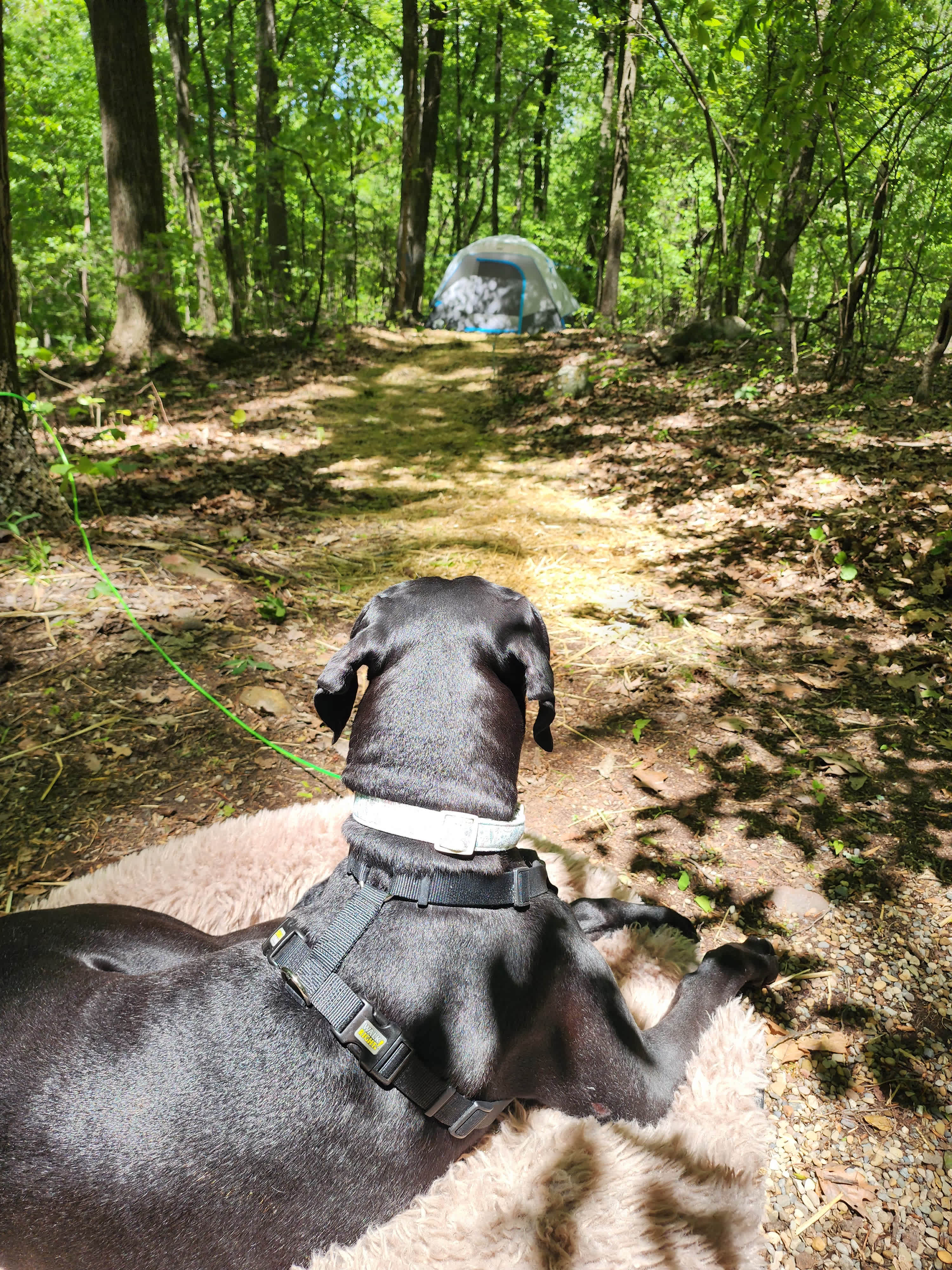 Elwoods first camping trip