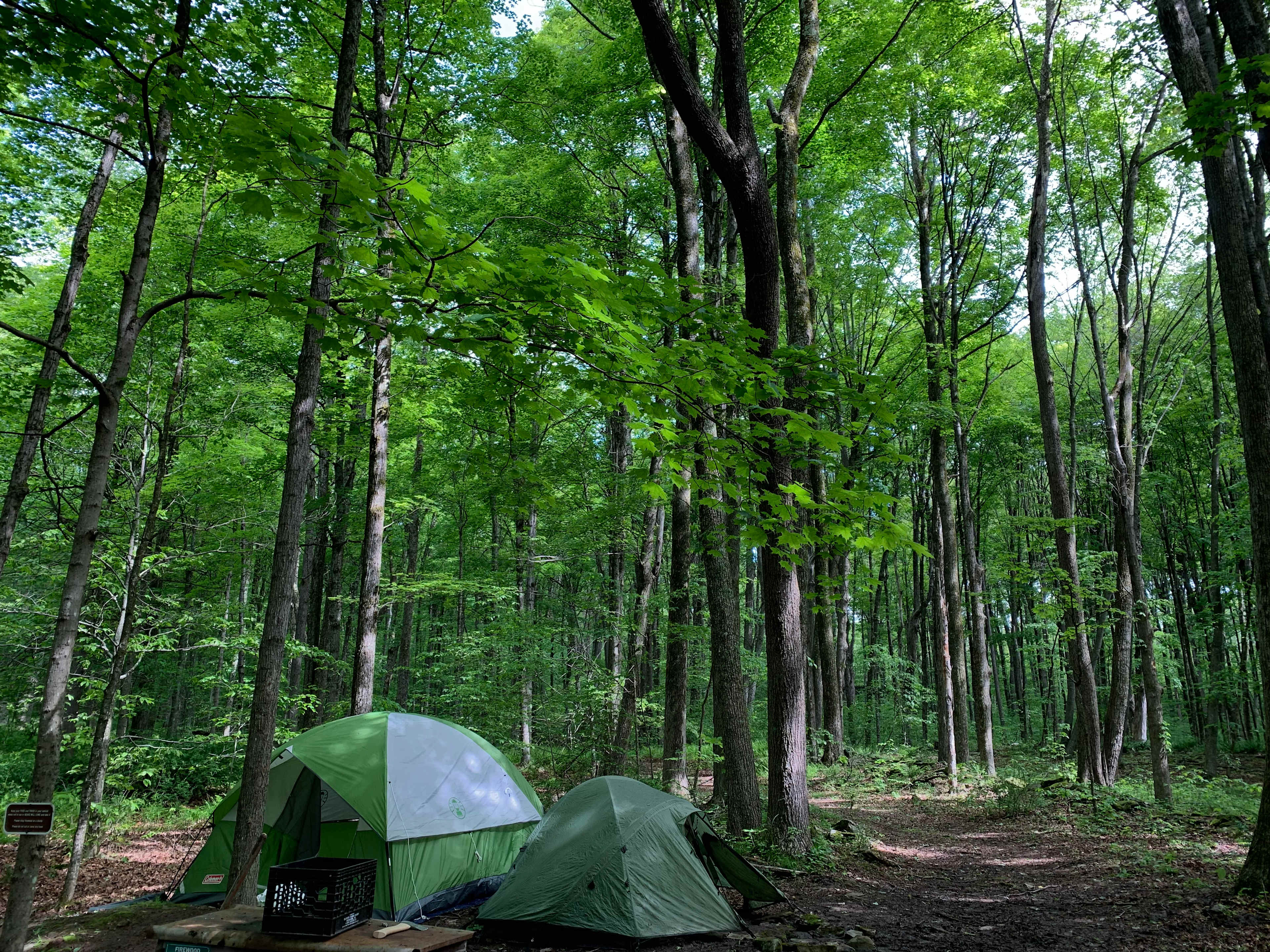 Quilted Woods