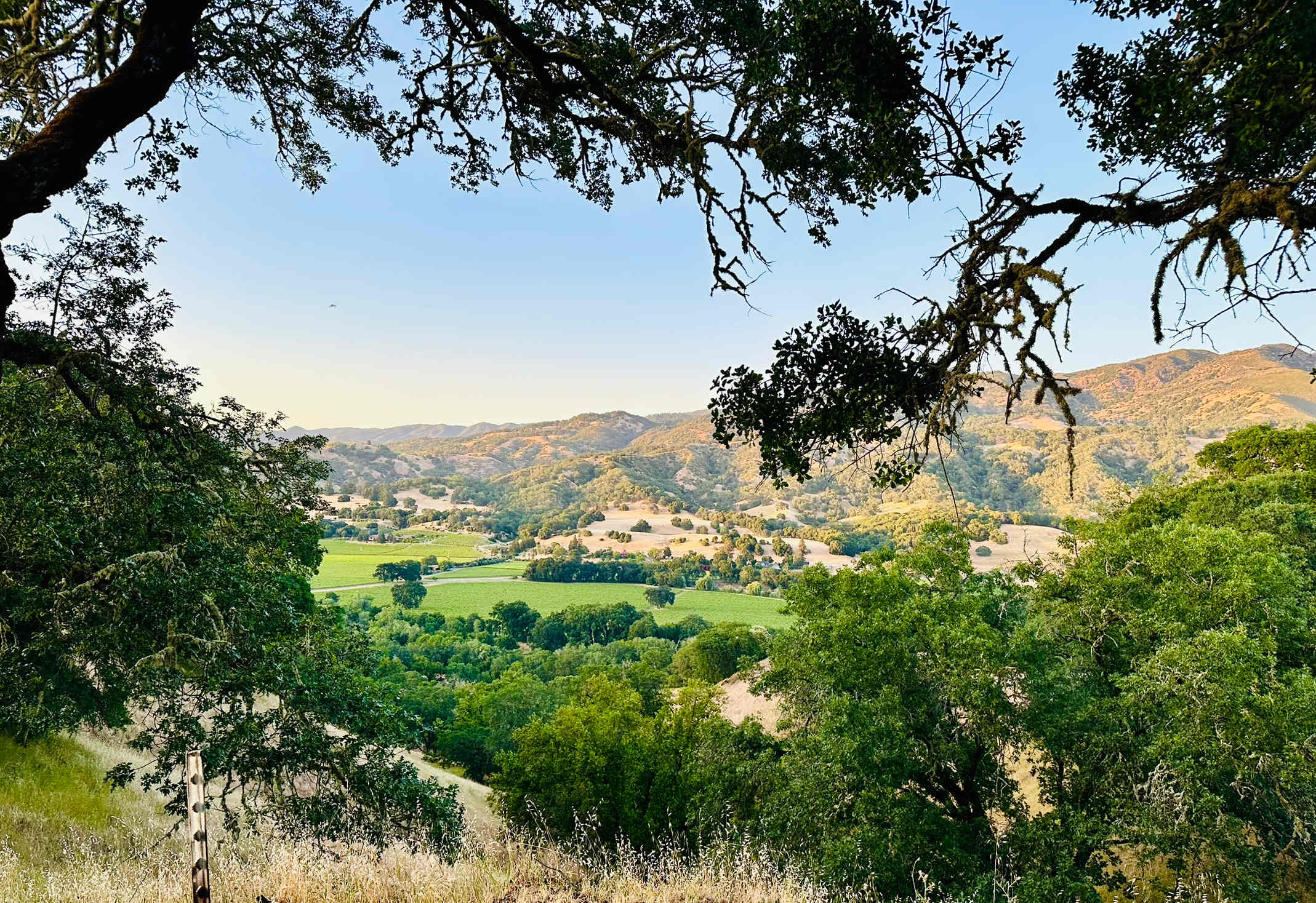 Nelson Family Vineyards