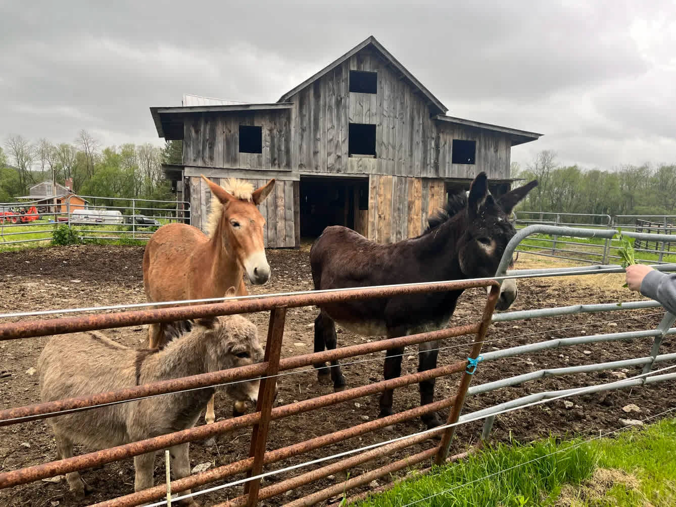 The mules and donkey were so cute