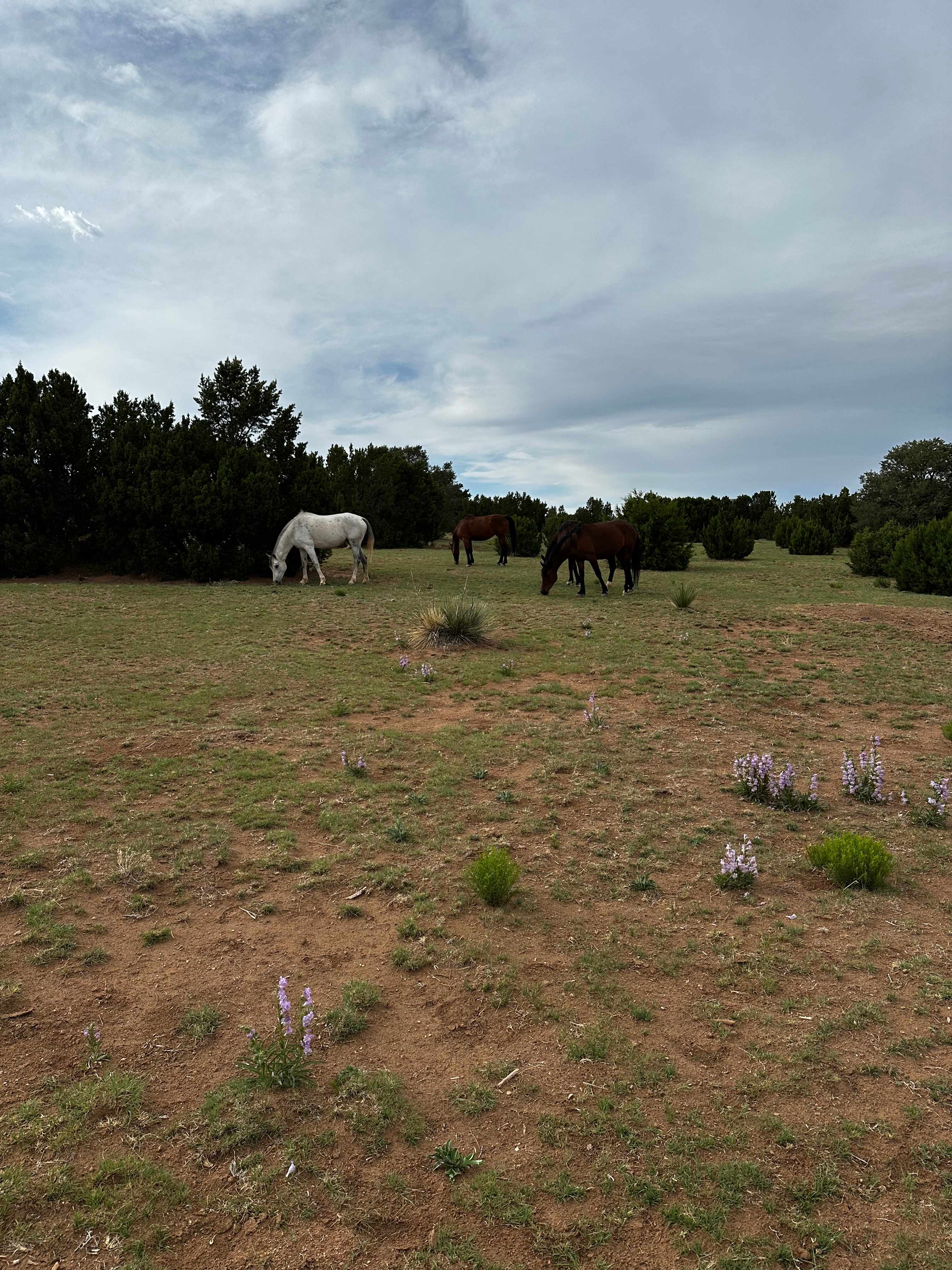 Las Sabinas Ranch