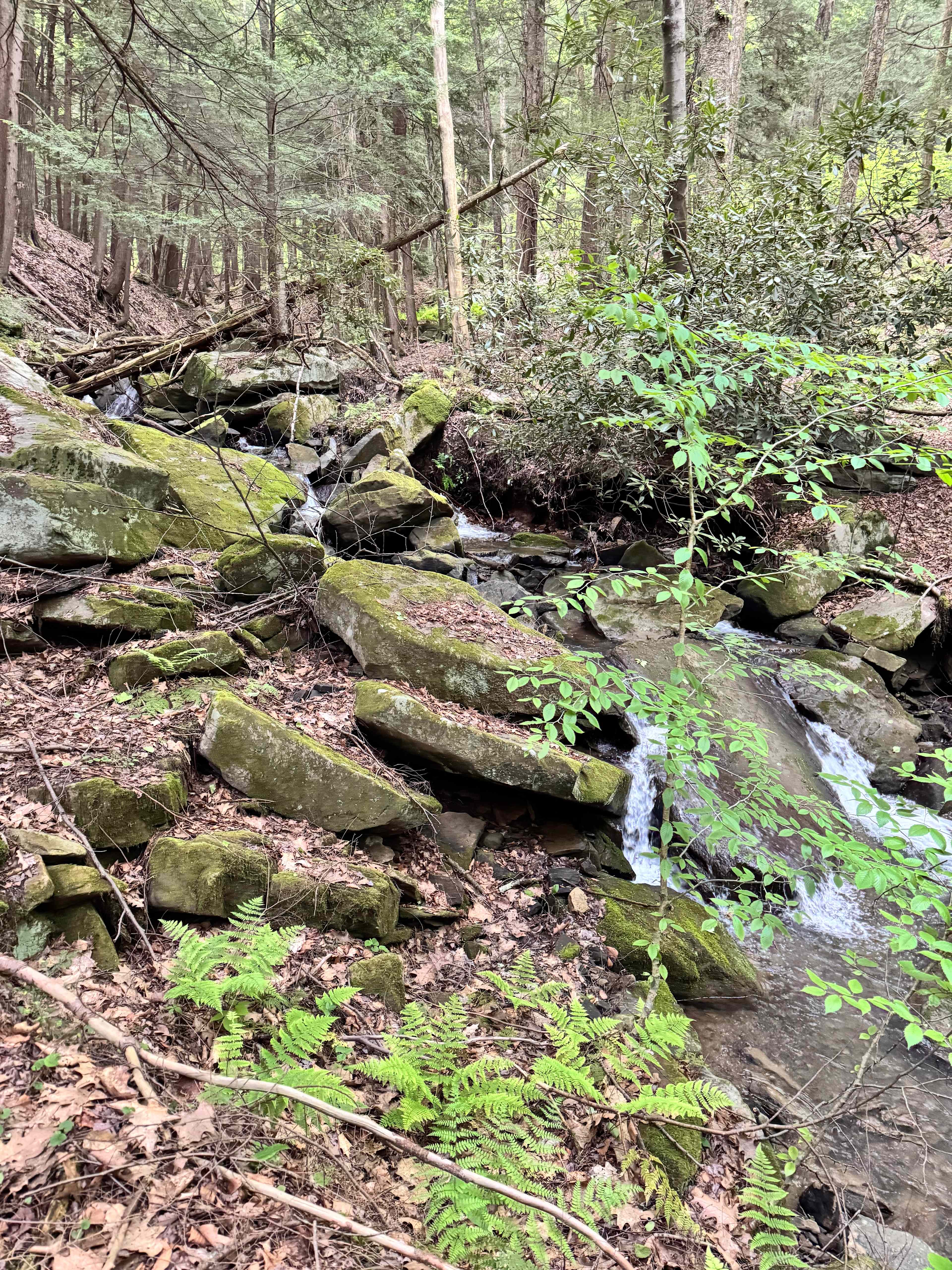 Neal Homestead Camp Sites