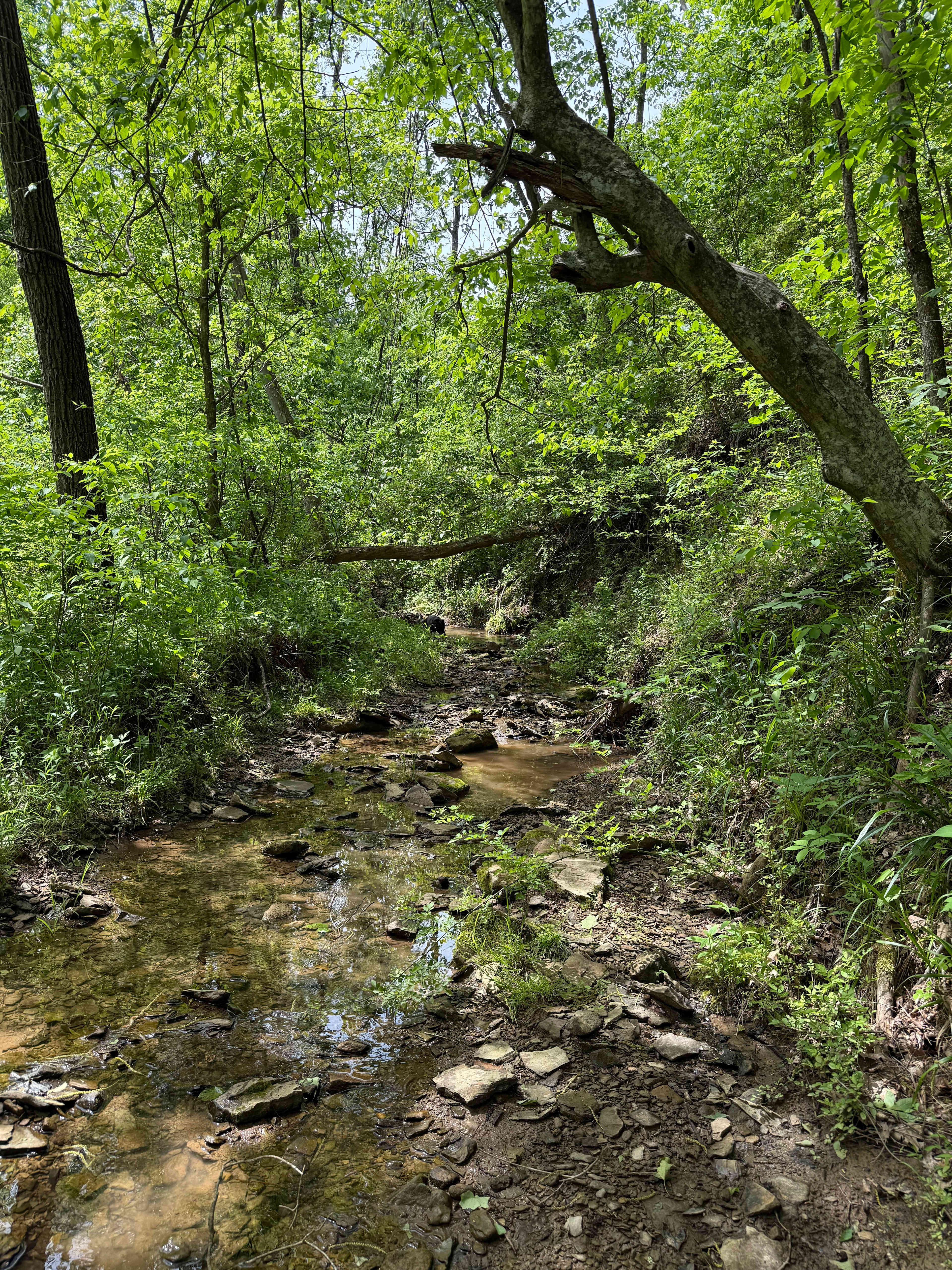 Walnut Falls Escape