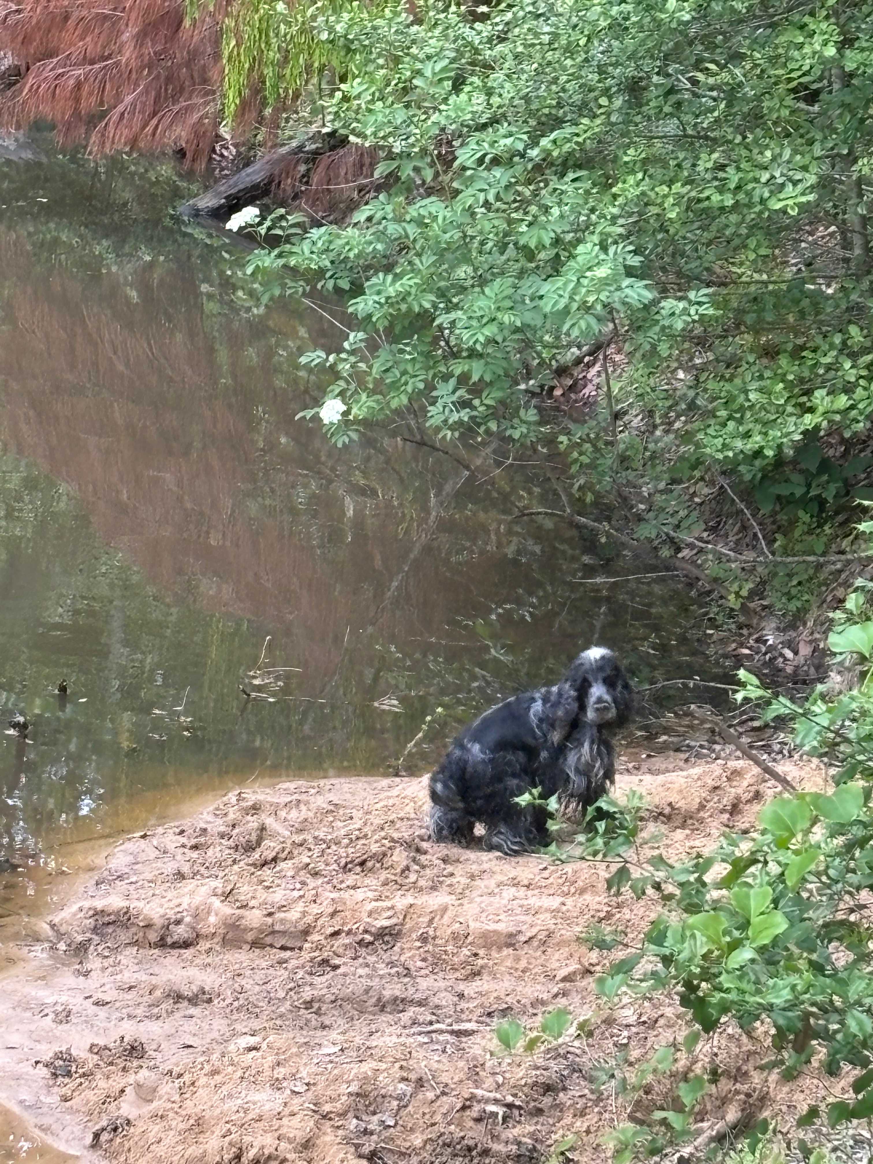 Dogs loved the little beach