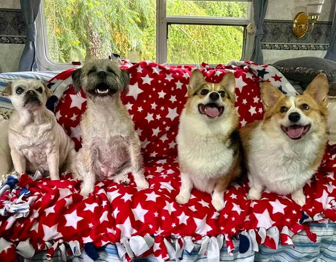 Happy Canine Campers