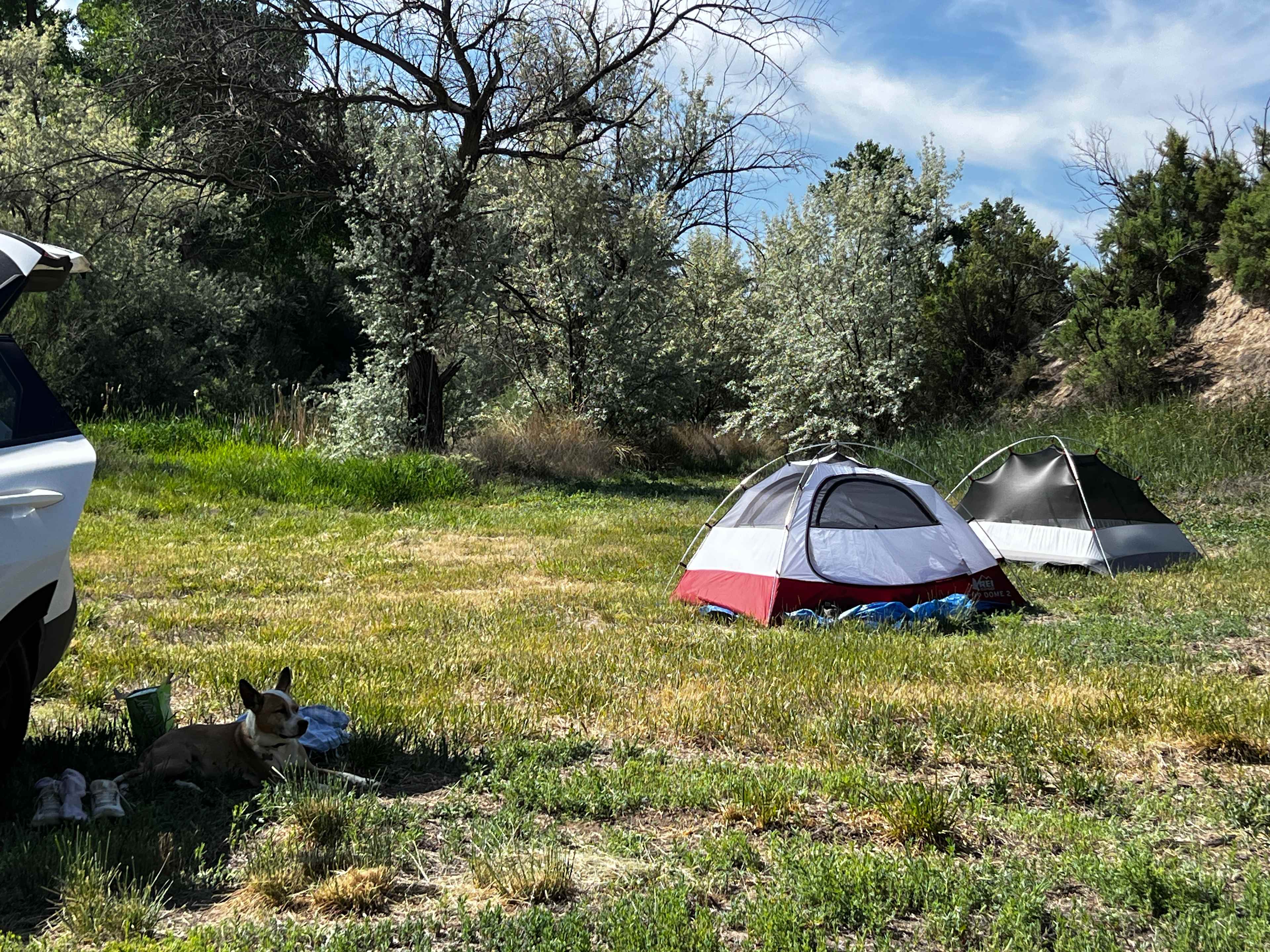 Desert camping views and wildlife